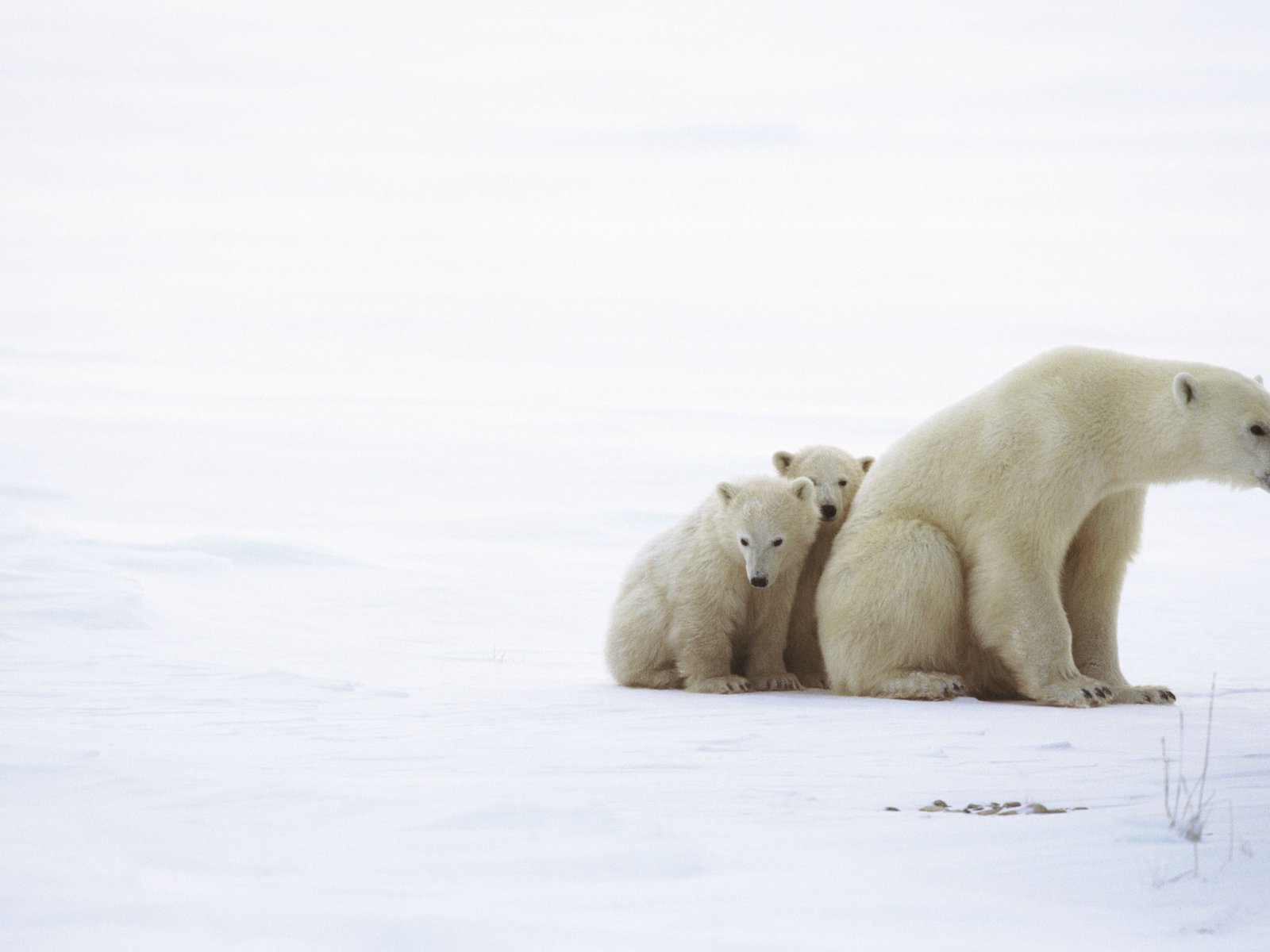 Обои медведь, белый, медведица, медвежата, bear, white, bears разрешение 2560x1600 Загрузить