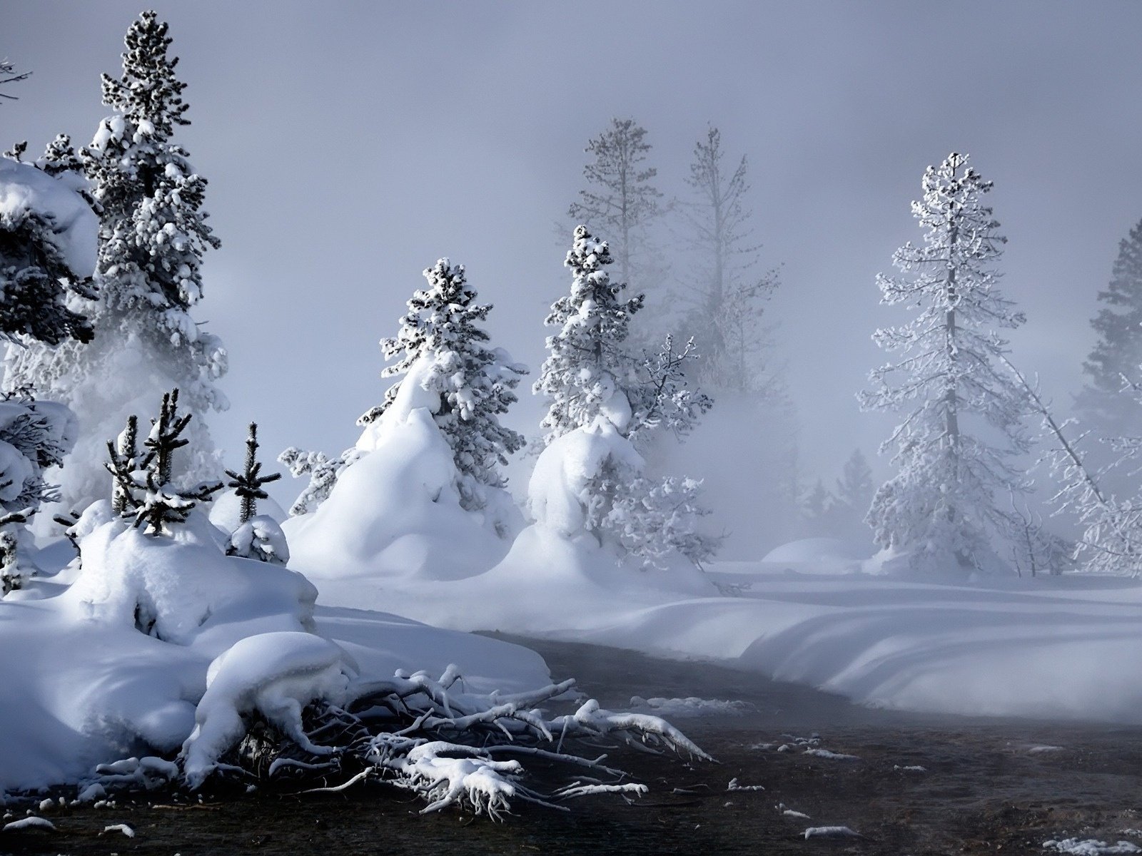 Обои снег, лес, зима, елки, сугробы, сказочный, snow, forest, winter, tree, the snow, fabulous разрешение 1920x1200 Загрузить