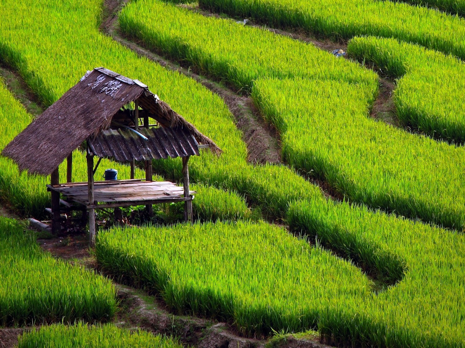 Обои трава, природа, стол, дорожки, навес, рисовые поля, grass, nature, table, track, canopy, rice fields разрешение 2560x1600 Загрузить