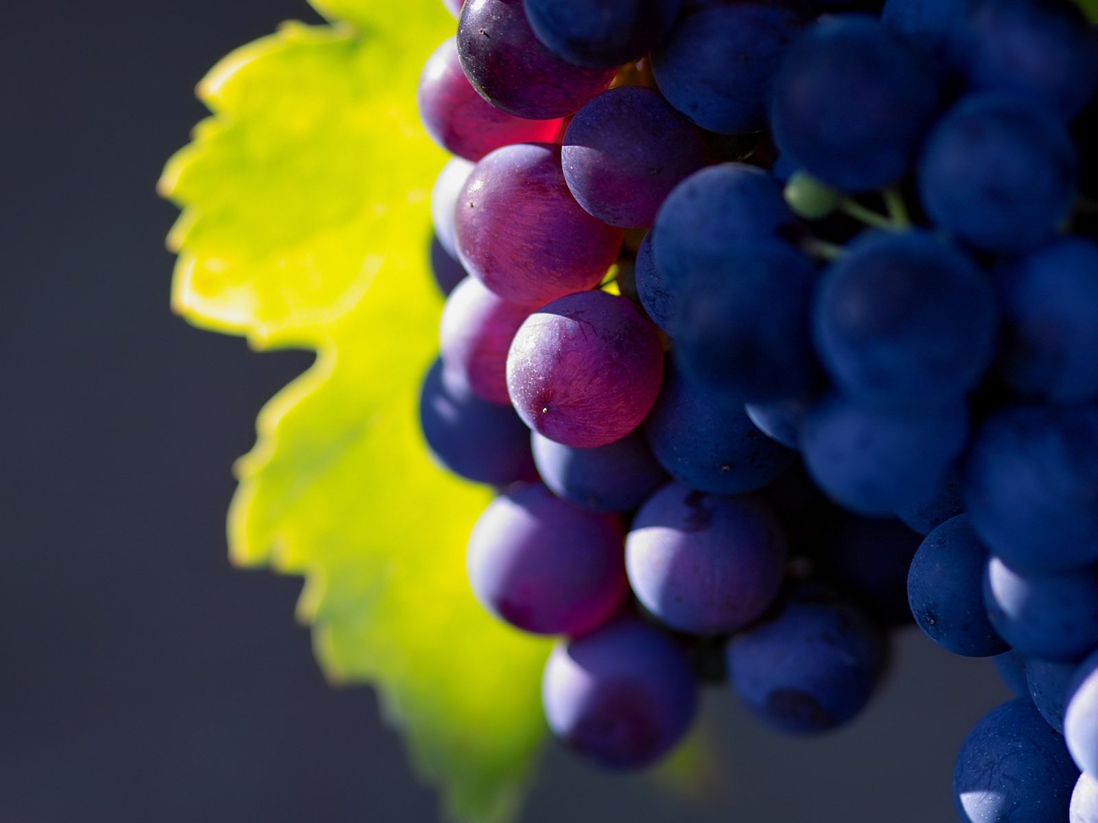 Обои природа, виноград, фрукты, грозди, nature, grapes, fruit, bunches разрешение 2560x1600 Загрузить