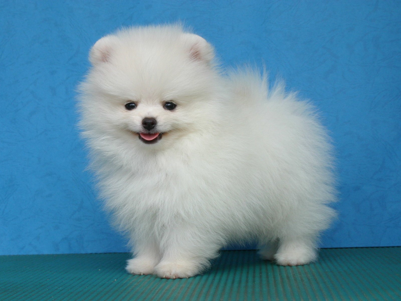 Обои белый, собака, щенок, шпиц, померанский, карликовый, white, dog, puppy, spitz, pomeranian, dwarf разрешение 1946x1292 Загрузить