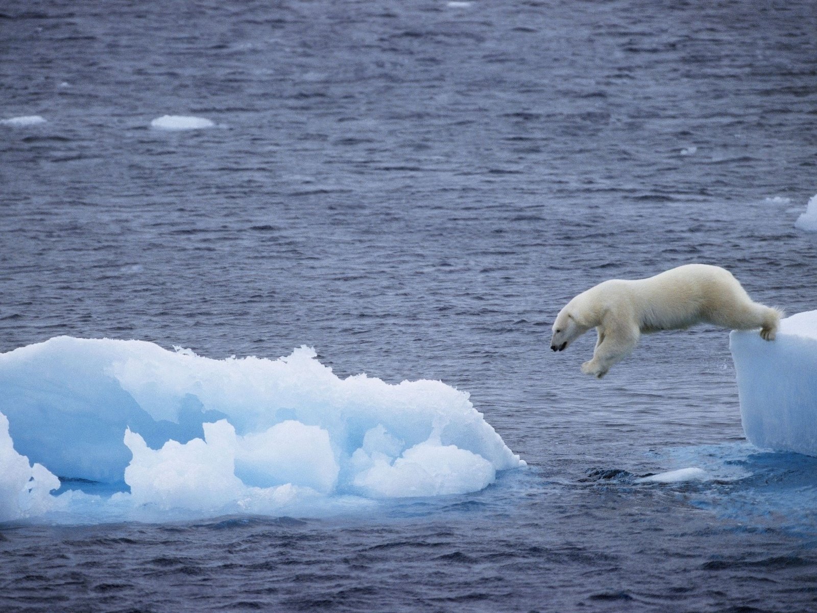 Обои море, медведь, белый, прыжок, льдина, арктика, полярный, sea, bear, white, jump, floe, arctic, polar разрешение 2560x1745 Загрузить