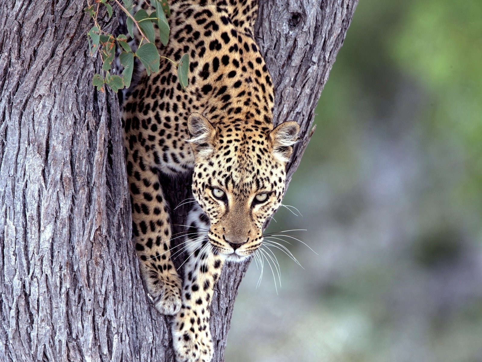 Обои дерево, взгляд, леопард, хищник, большая кошка, tree, look, leopard, predator, big cat разрешение 2048x1336 Загрузить