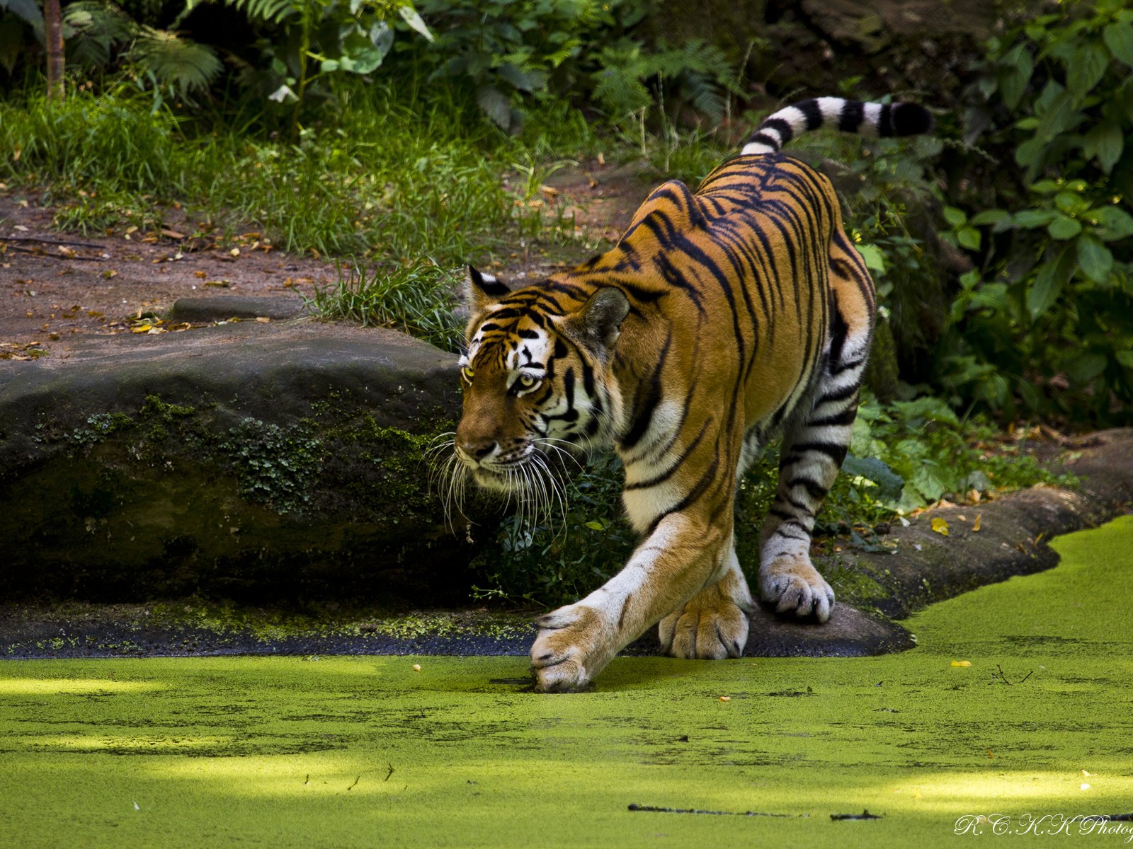 Обои тигр, вода, природа, хищник, дикая кошка, тина, tiger, water, nature, predator, wild cat, tina разрешение 1920x1280 Загрузить