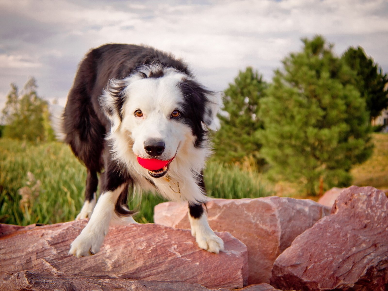 Обои камни, собака, мячик, бордер колли.взгляд, бордер колли, stones, dog, the ball, border collie.look, border collie разрешение 1920x1280 Загрузить