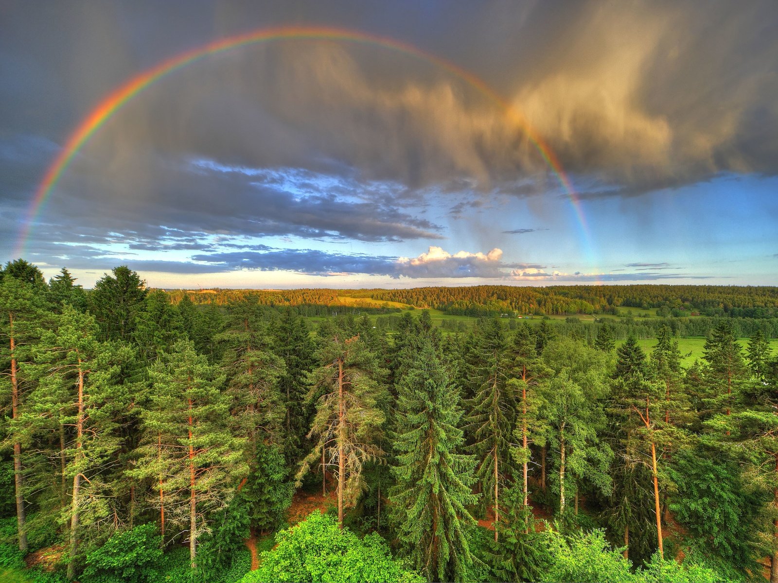 Обои лес, радуга, forest, rainbow разрешение 5315x3543 Загрузить