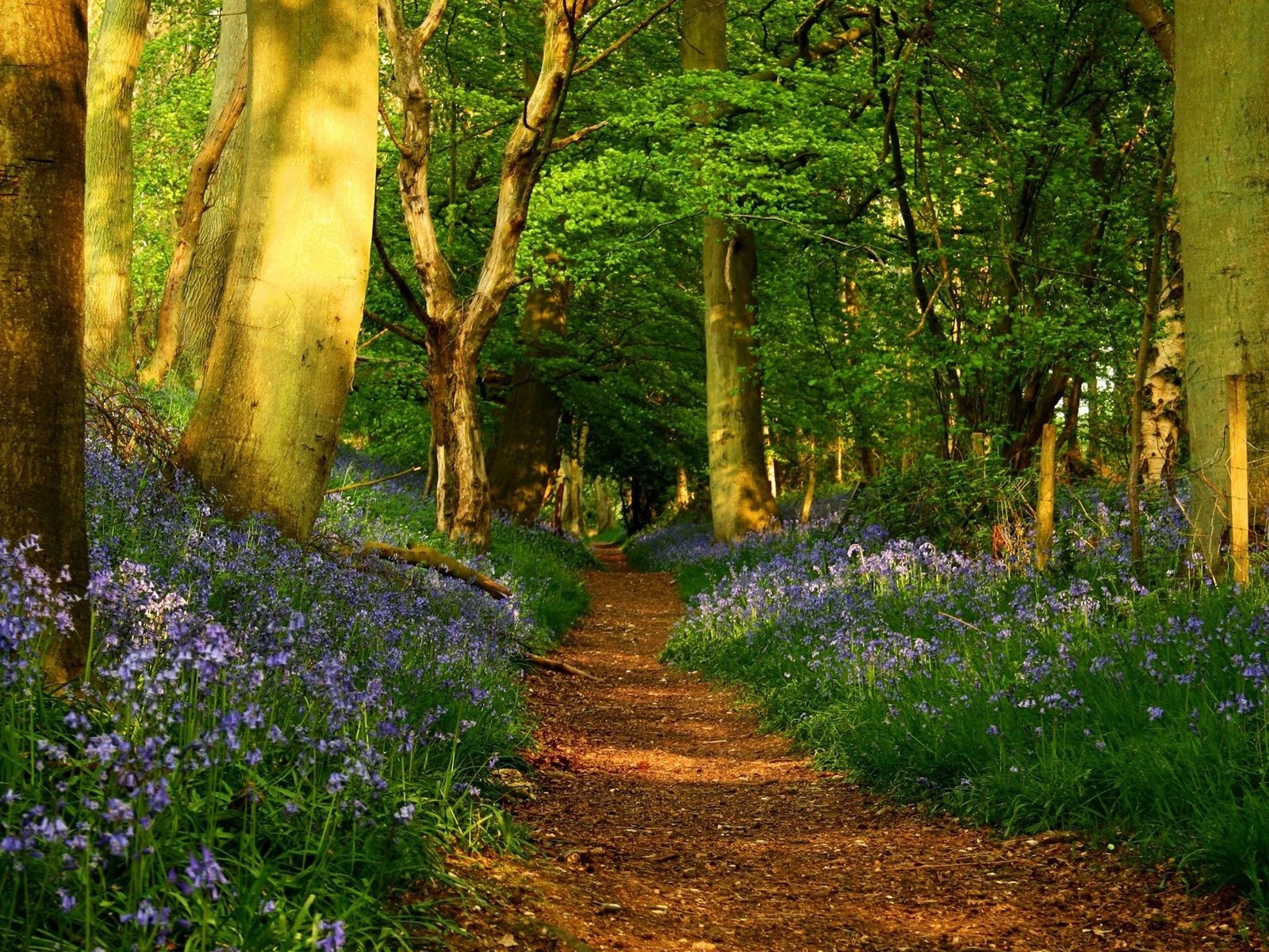 Обои лес, тропинка, forest, path разрешение 2560x1440 Загрузить