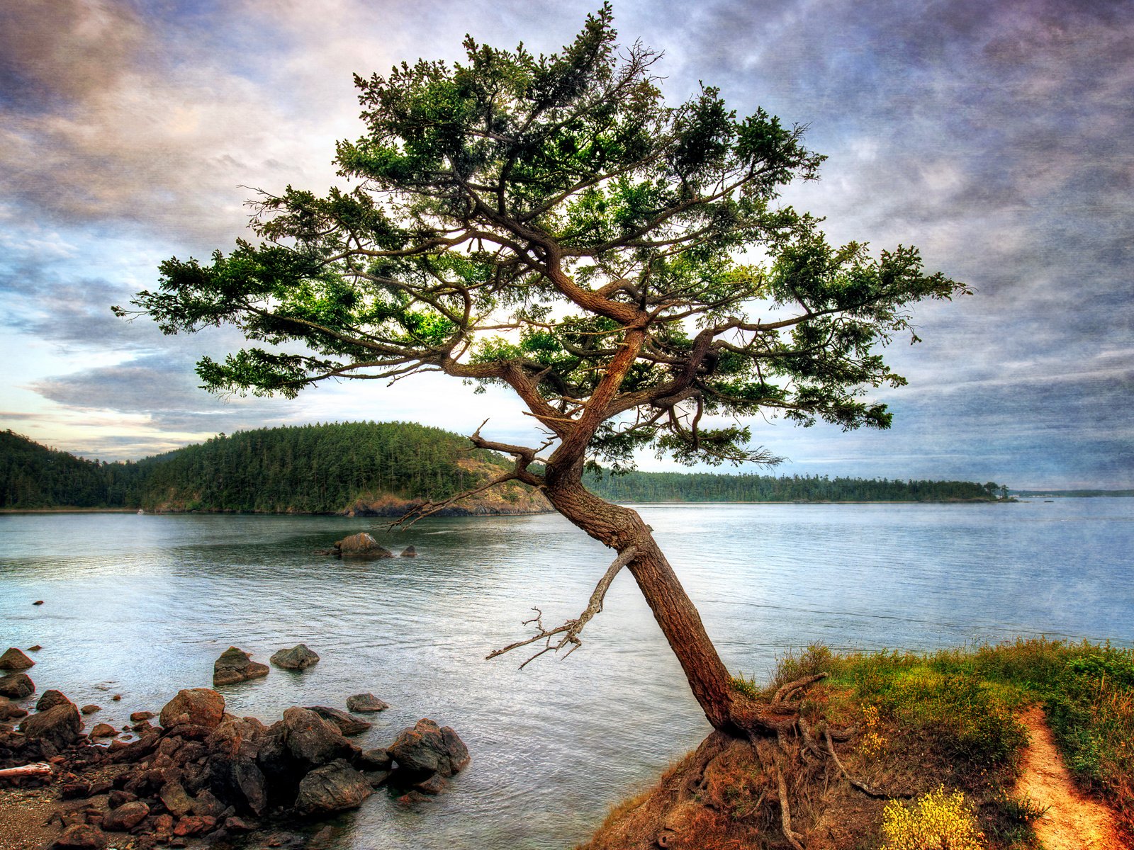 Обои небо, облака, озеро, дерево, берег, сосна, the sky, clouds, lake, tree, shore, pine разрешение 1920x1200 Загрузить