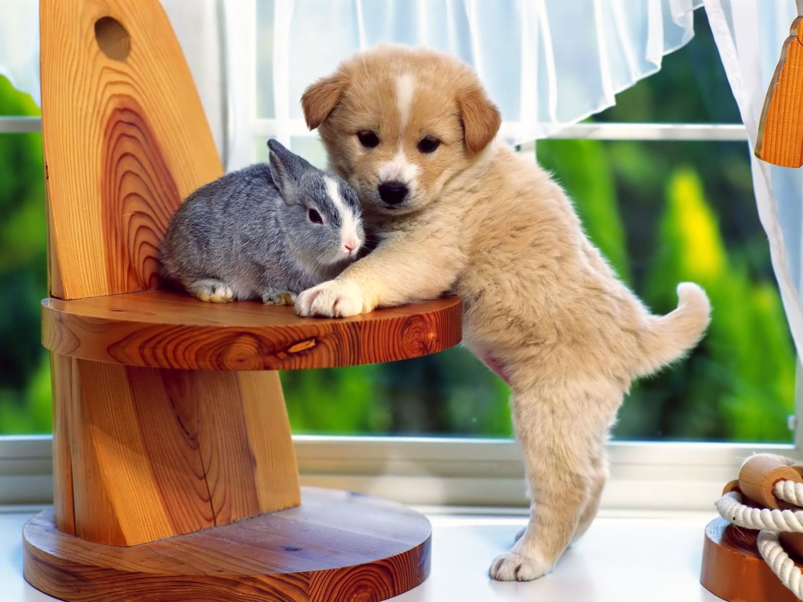 Обои собака, щенок, кролик, дружба, друзья, крольчонок, dog, puppy, rabbit, friendship, friends разрешение 2560x1920 Загрузить