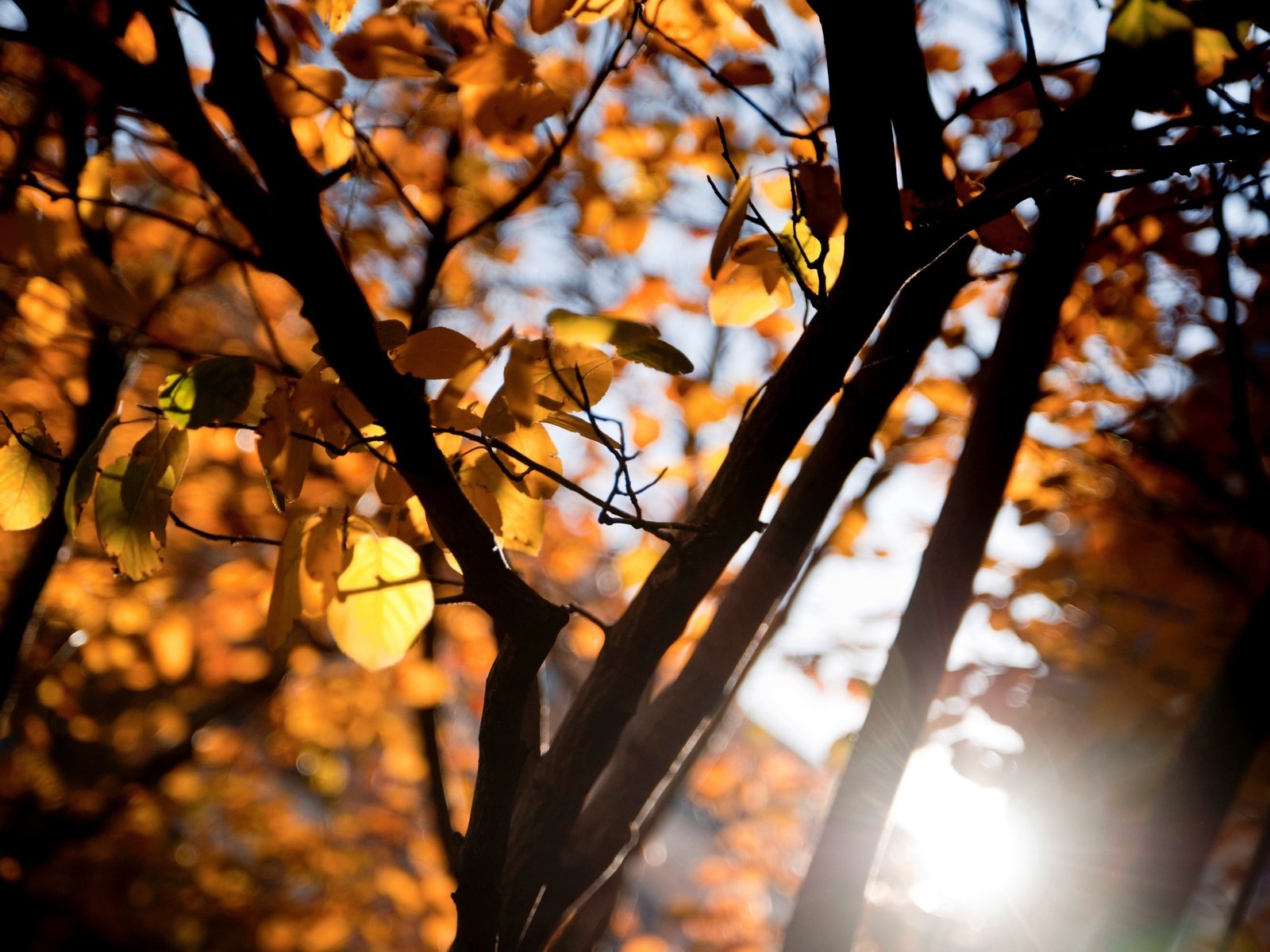 Обои дерево, листья, макро, ветки, осень, tree, leaves, macro, branches, autumn разрешение 2880x1800 Загрузить