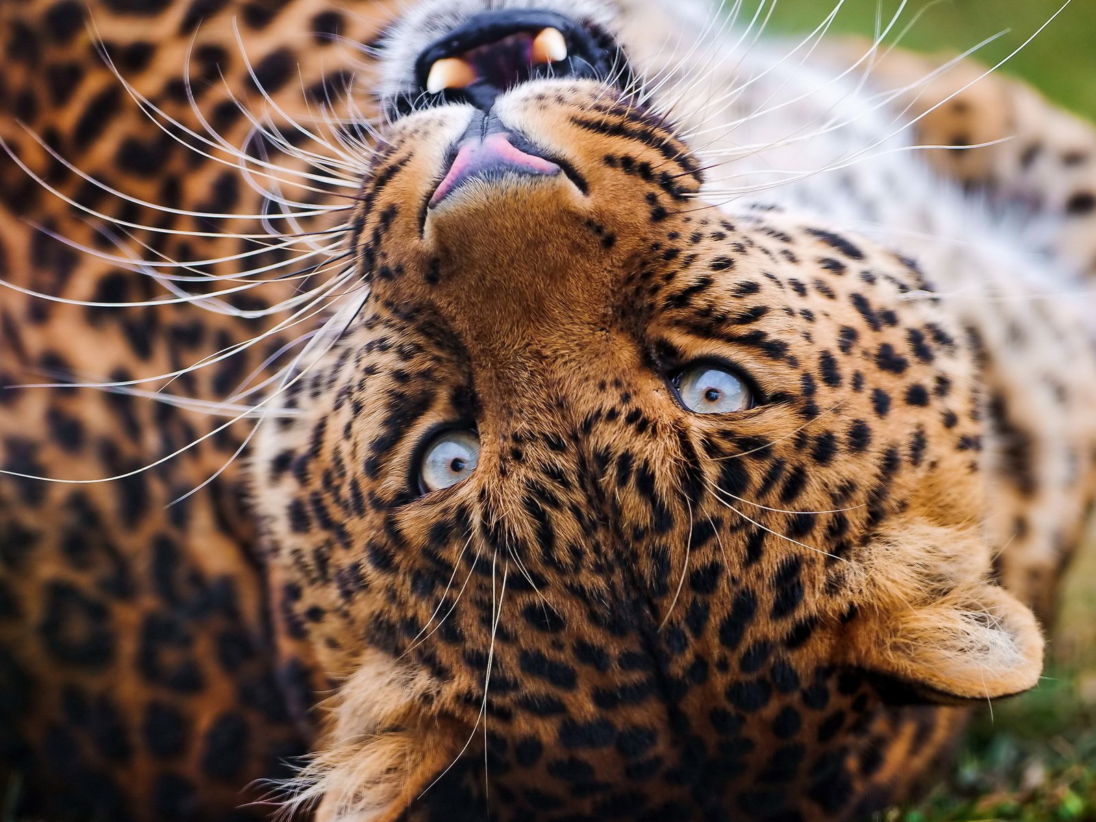 Обои морда, усы, взгляд, леопард, клыки, оскал, face, mustache, look, leopard, fangs, grin разрешение 2560x1600 Загрузить
