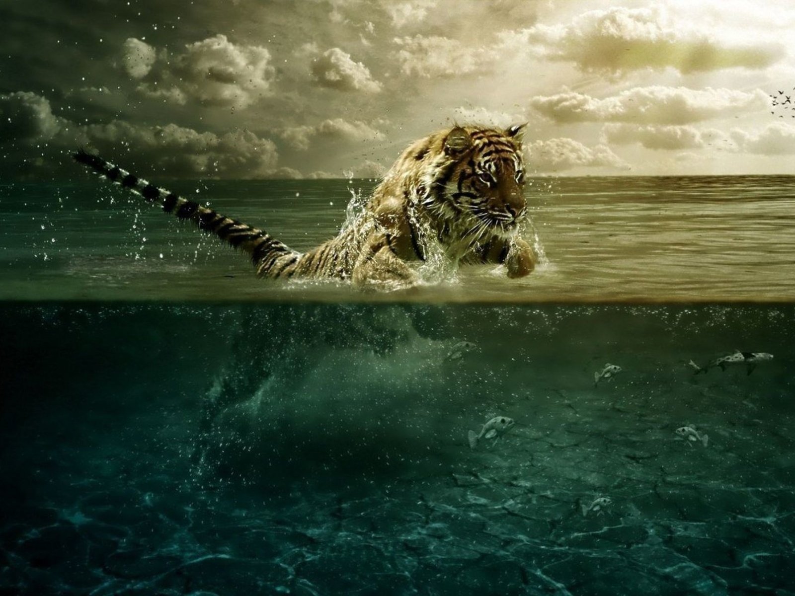 Обои тигр, вода, прыжок, движение, tiger, water, jump, movement разрешение 2000x1250 Загрузить