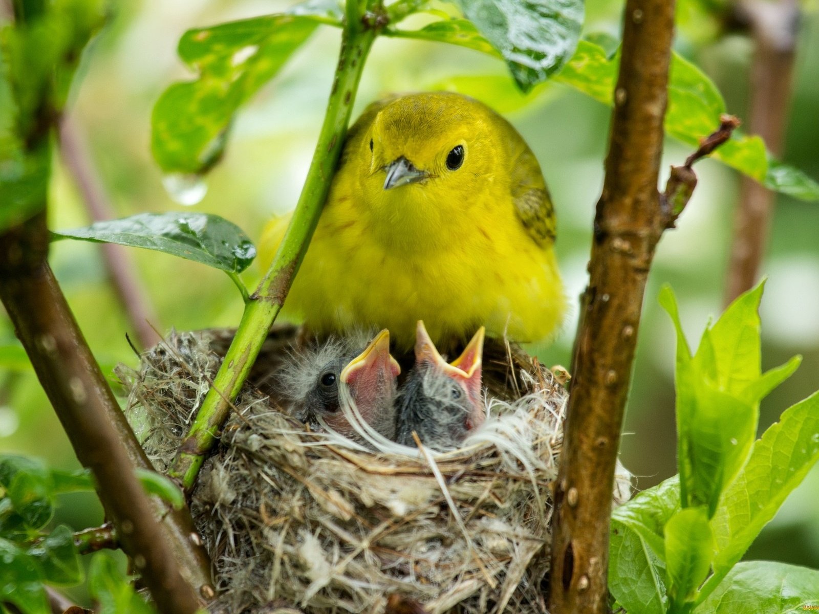 Обои птицы, птичка, птенцы, гнездо, птиц, гнезда, желторотики, birds, bird, chicks, socket, wet behind the ears разрешение 2048x1365 Загрузить