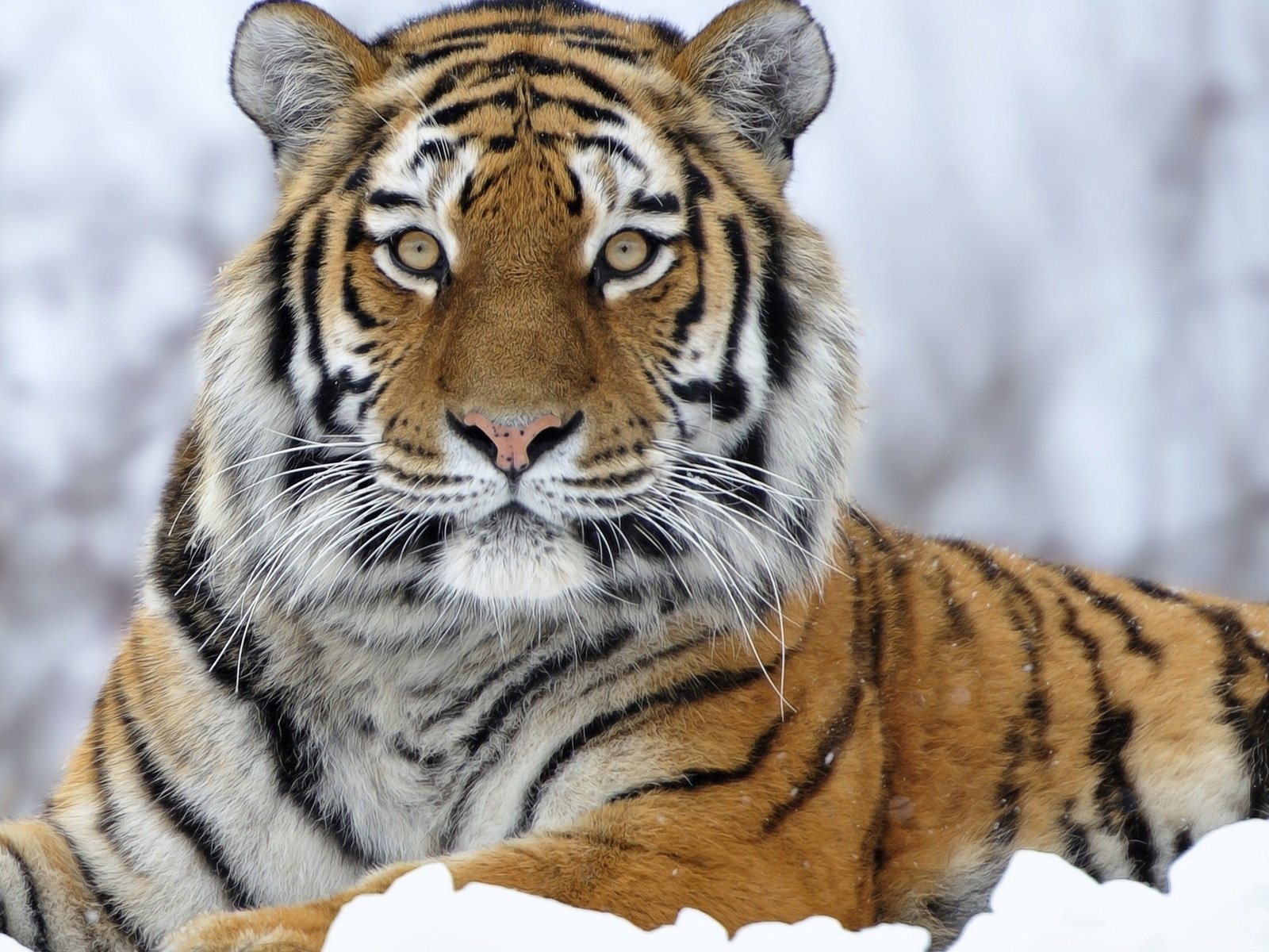 Обои тигр, снег, зима, хищник, большая кошка, tiger, snow, winter, predator, big cat разрешение 2560x1600 Загрузить