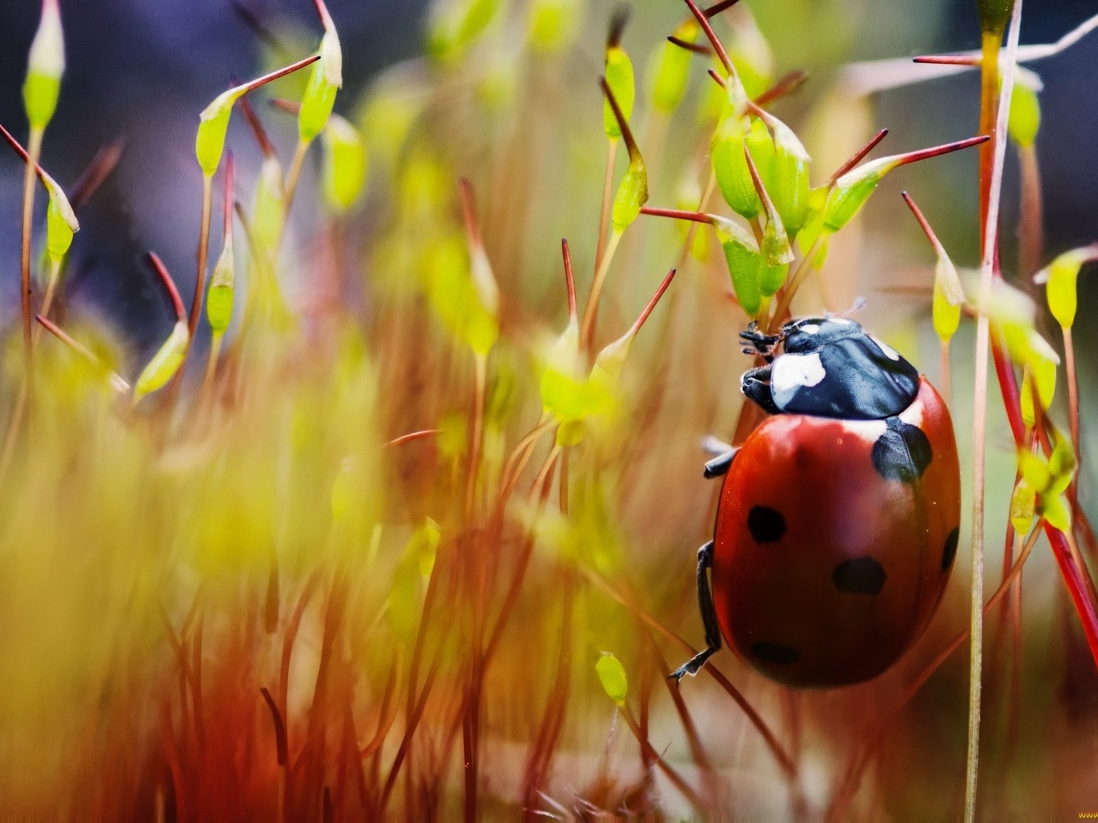 Обои макро, насекомые, божья коровка, лапки, macro, insects, ladybug, legs разрешение 2048x1360 Загрузить