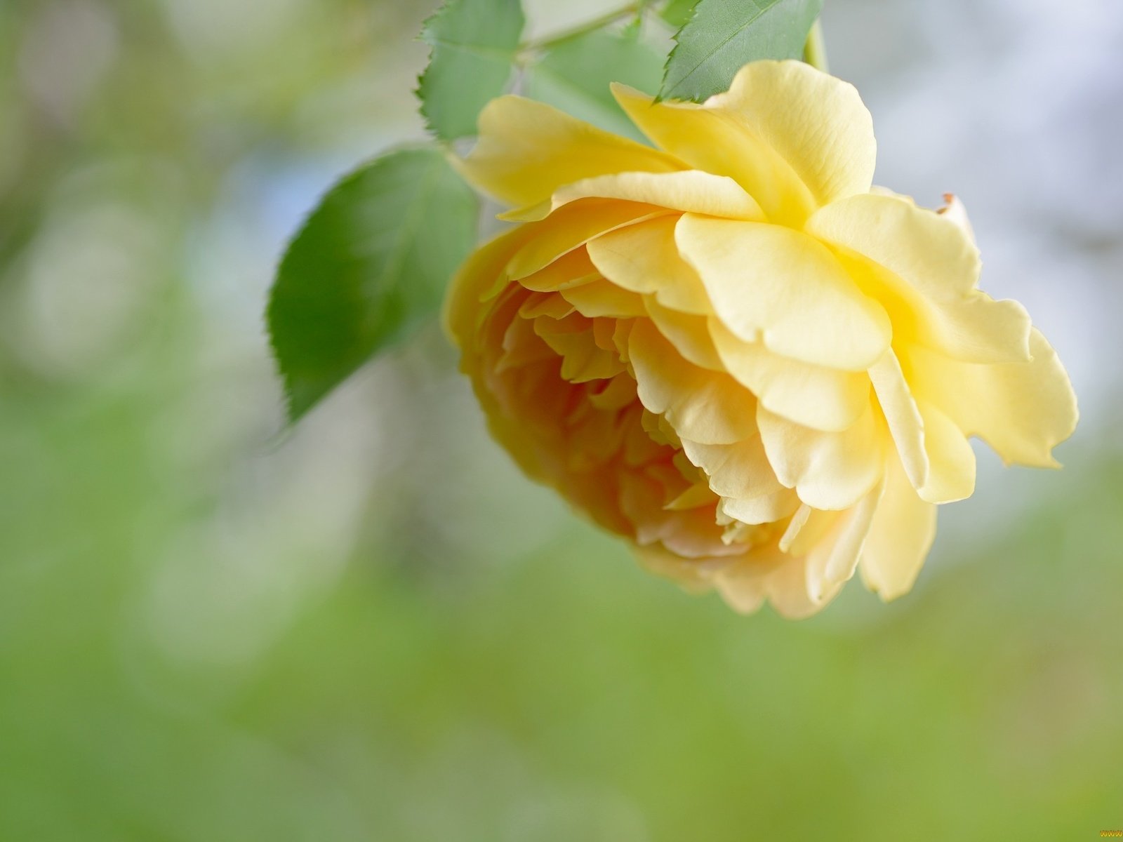 Обои цветок, роза, лепестки, жёлтая, flower, rose, petals, yellow разрешение 2048x1367 Загрузить