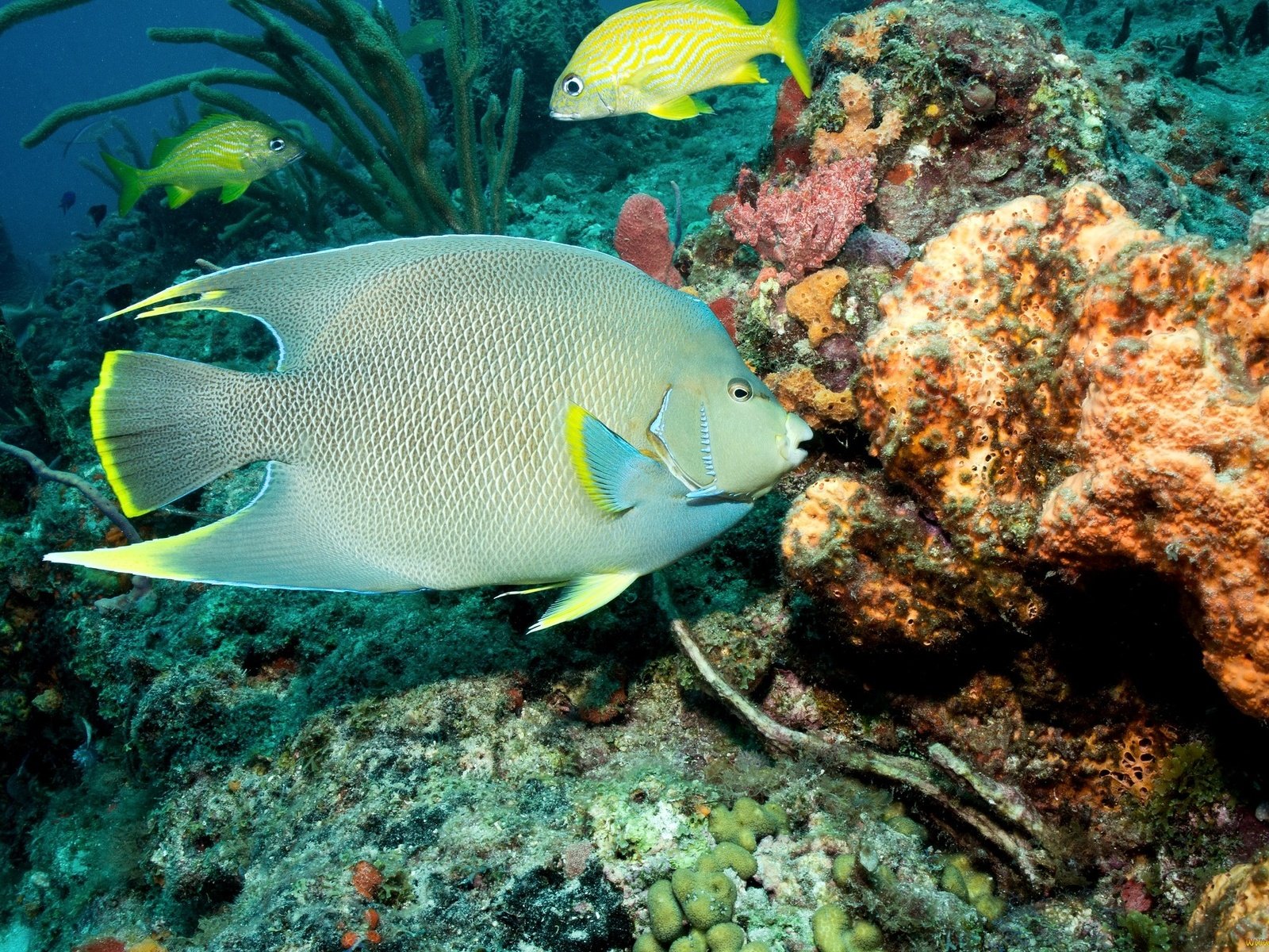 Обои море, рыбы, кораллы, подводный мир, sea, fish, corals, underwater world разрешение 2048x1361 Загрузить
