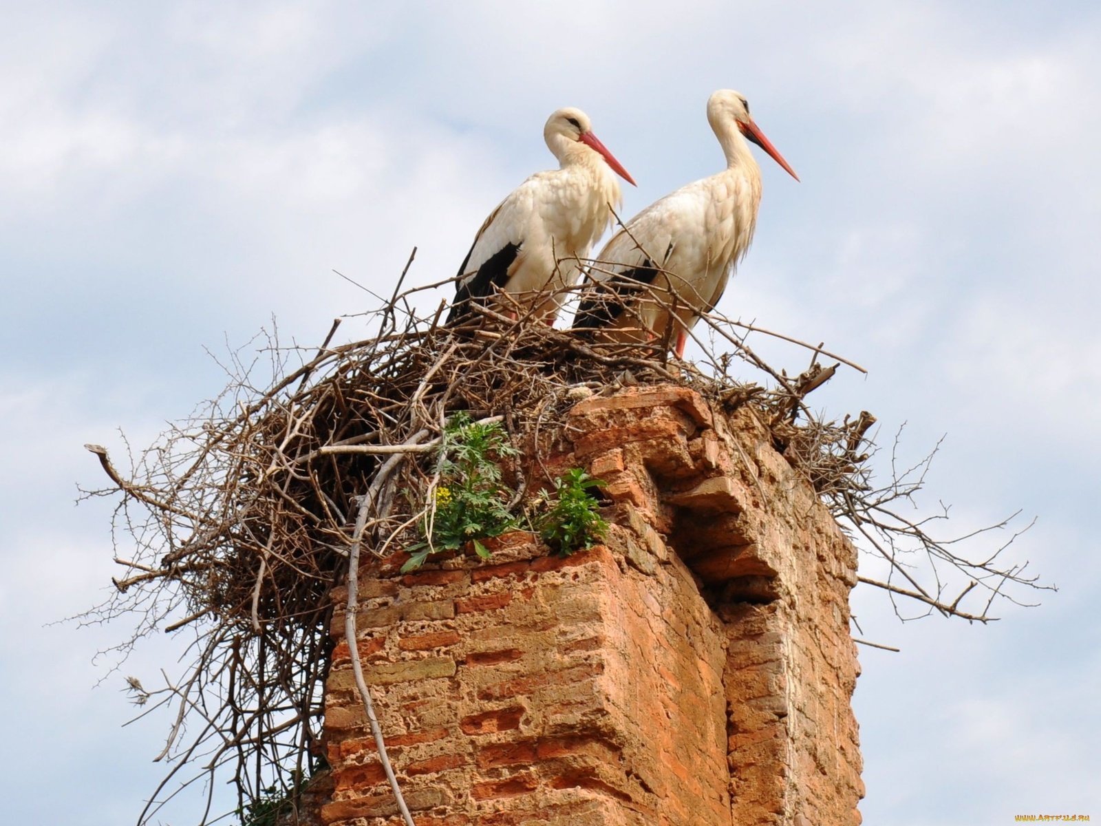 Обои небо, птицы, труба, гнездо, аисты, the sky, birds, pipe, socket, storks разрешение 1920x1440 Загрузить