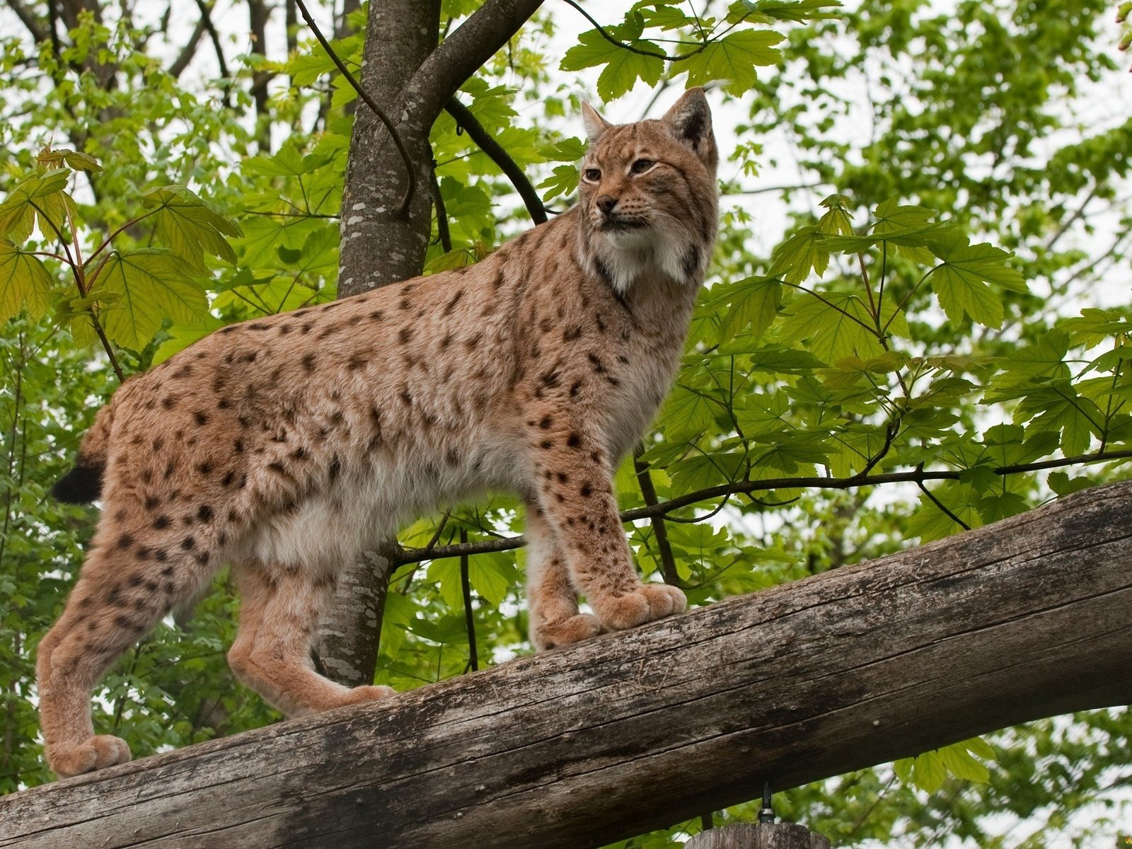 Обои лес, рысь, бревно, дикая кошка, forest, lynx, log, wild cat разрешение 2048x1328 Загрузить