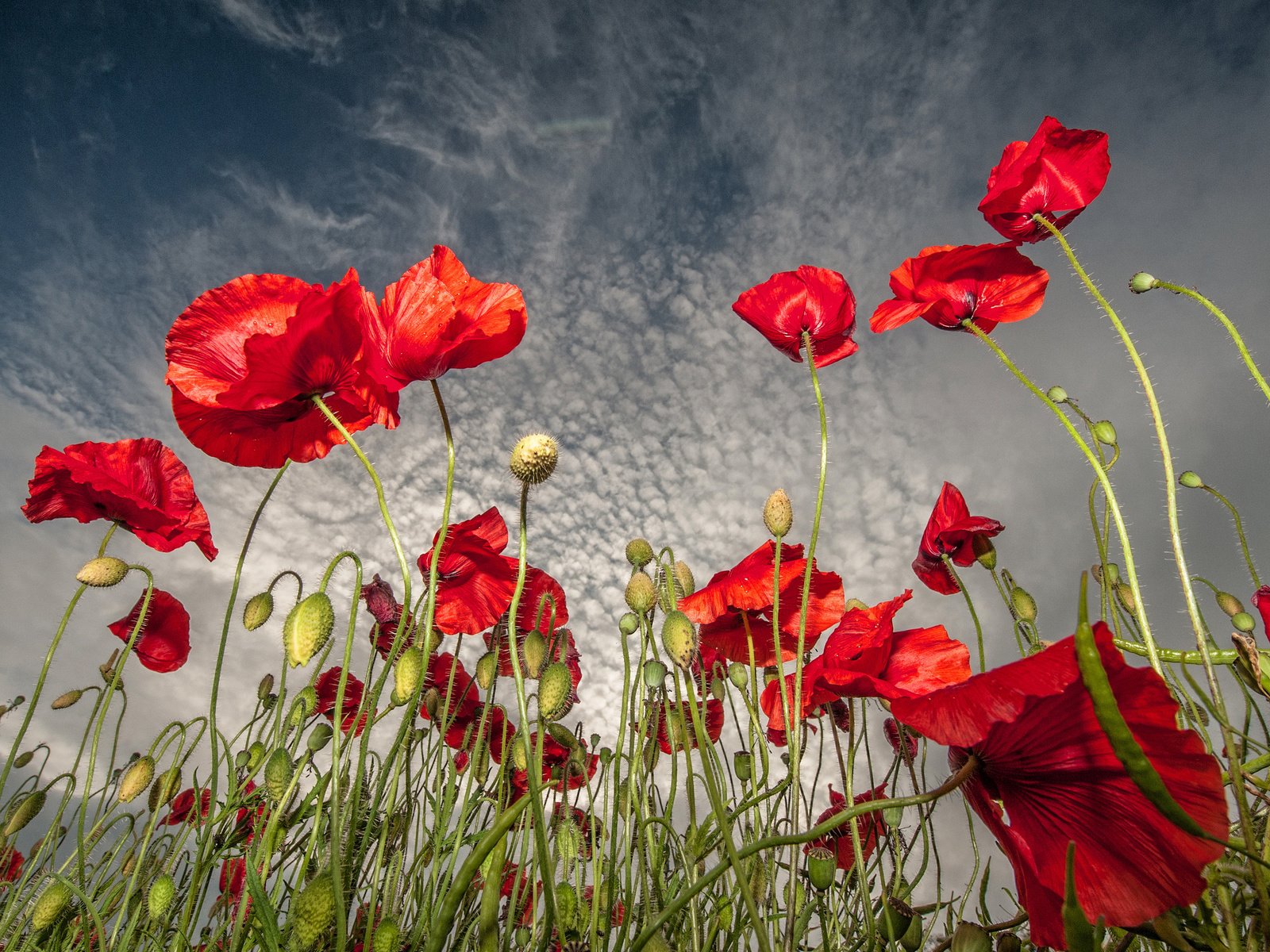 Обои небо, цветы, поле, маки, the sky, flowers, field, maki разрешение 2048x1697 Загрузить