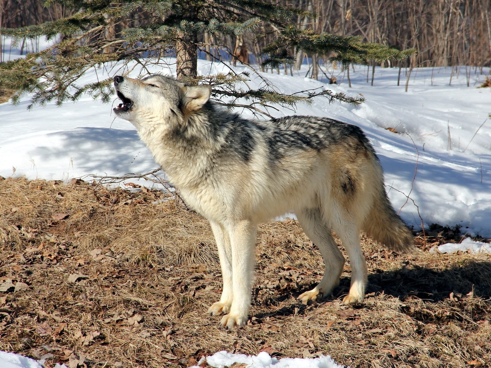 Обои лес, зима, серый, хищник, волк, воет, дикий, forest, winter, grey, predator, wolf, howling, wild разрешение 1920x1200 Загрузить