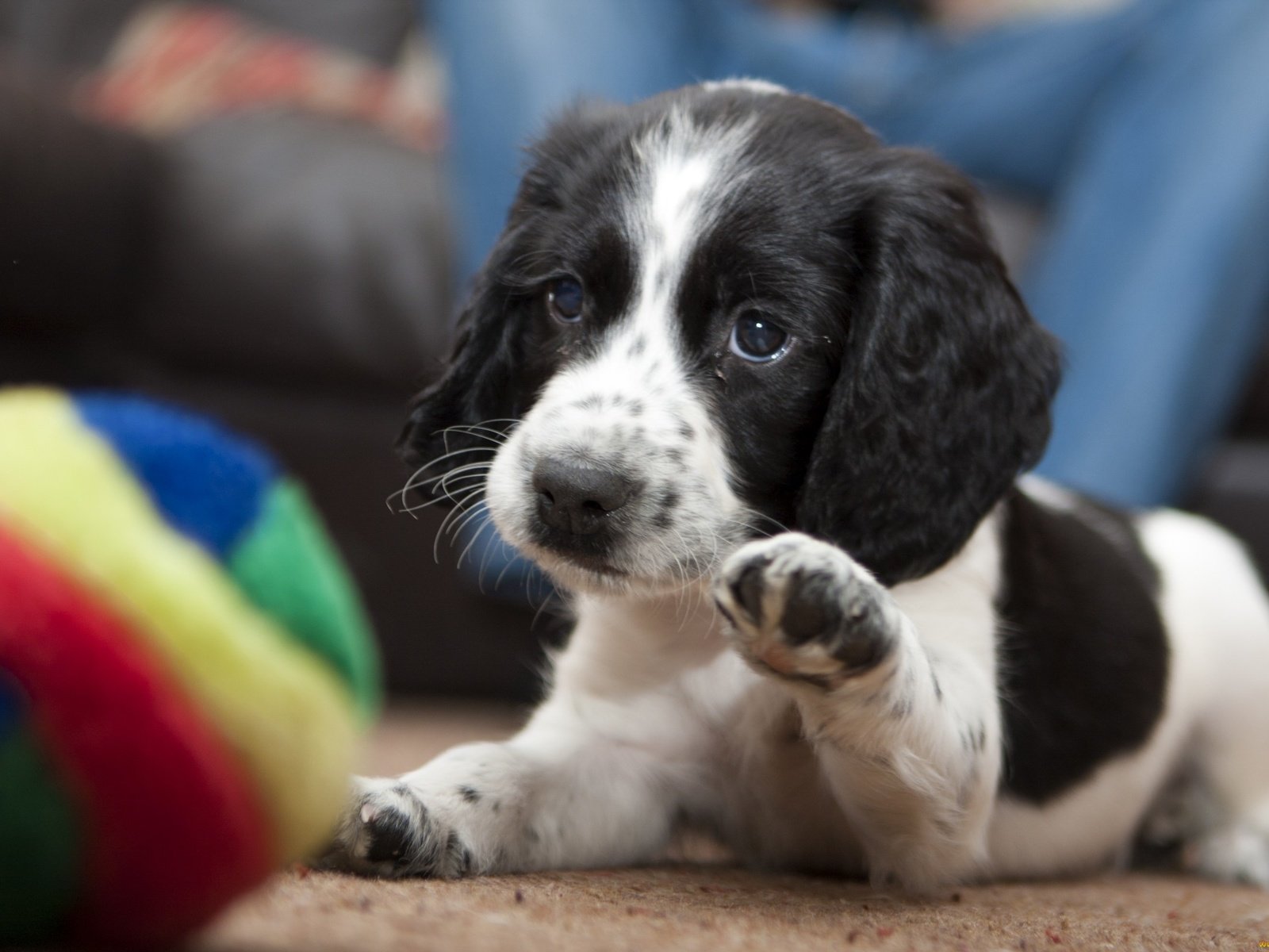 Обои собака, щенок, играет, мяч, лапка, dog, puppy, plays, the ball, foot разрешение 2400x1600 Загрузить