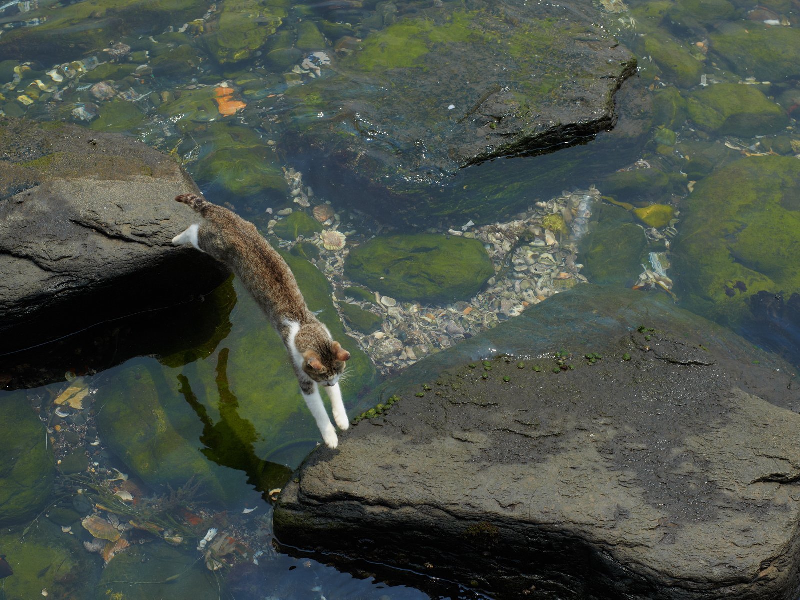 Обои вода, камни, кот, кошка, прыжок, мель, водоросли, water, stones, cat, jump, stranded, algae разрешение 1920x1200 Загрузить