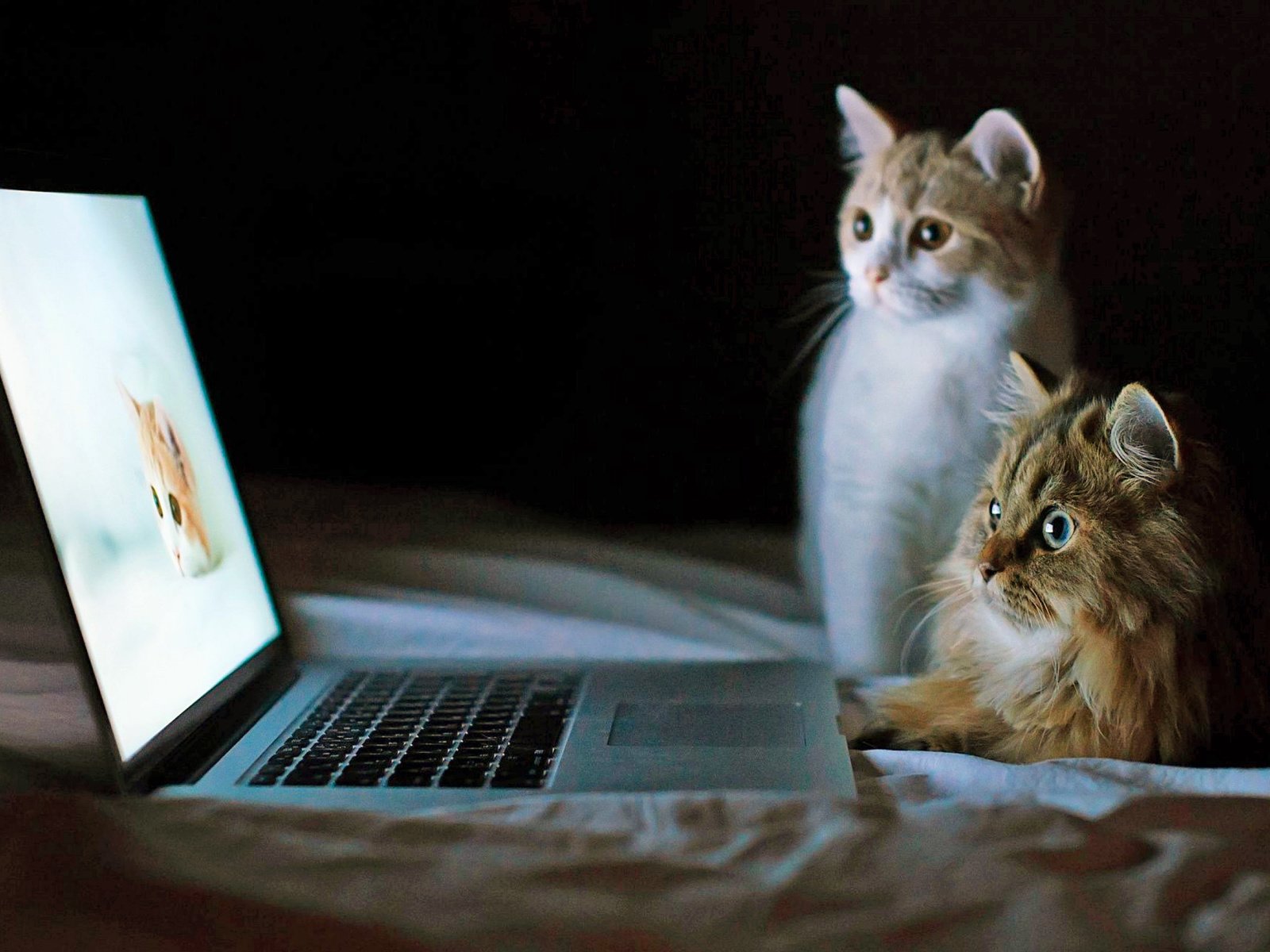 Обои кошки, ноутбук, cats, laptop разрешение 2560x1600 Загрузить