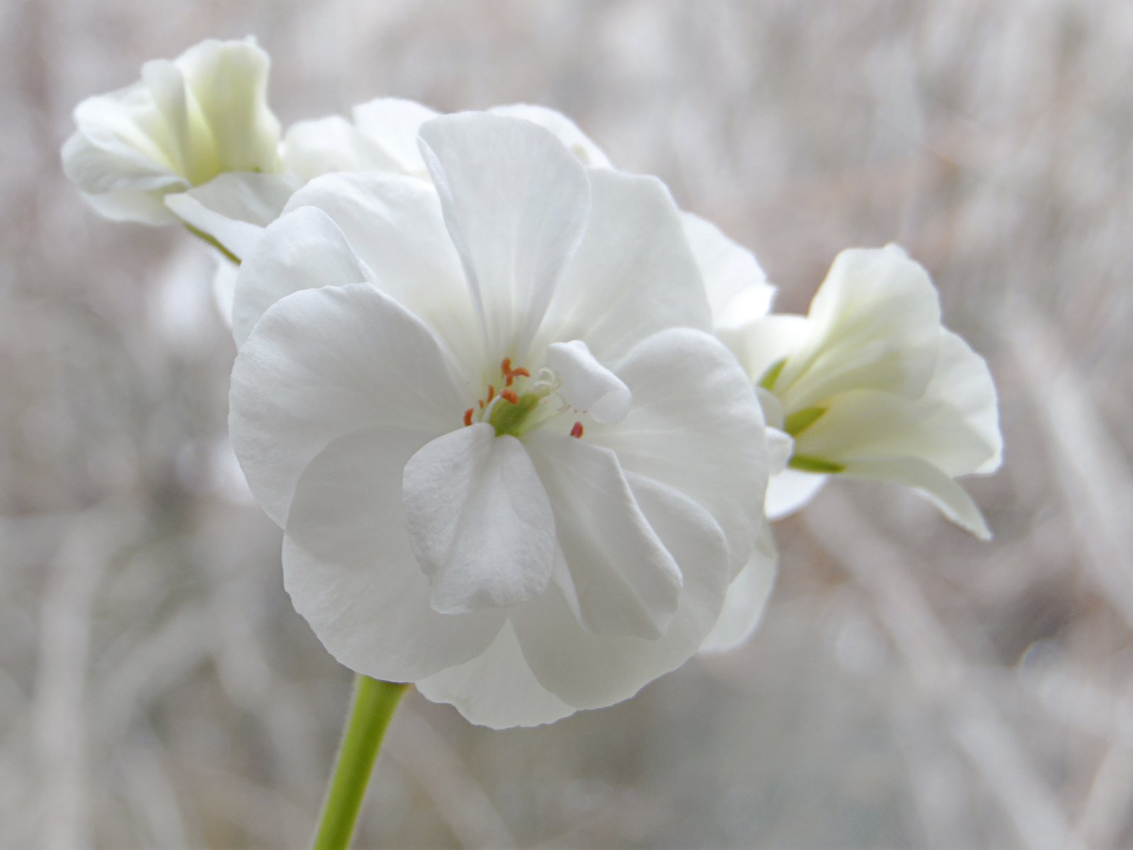 Обои цветок, дом, окно, герань, flower, house, window, geranium разрешение 2560x1600 Загрузить