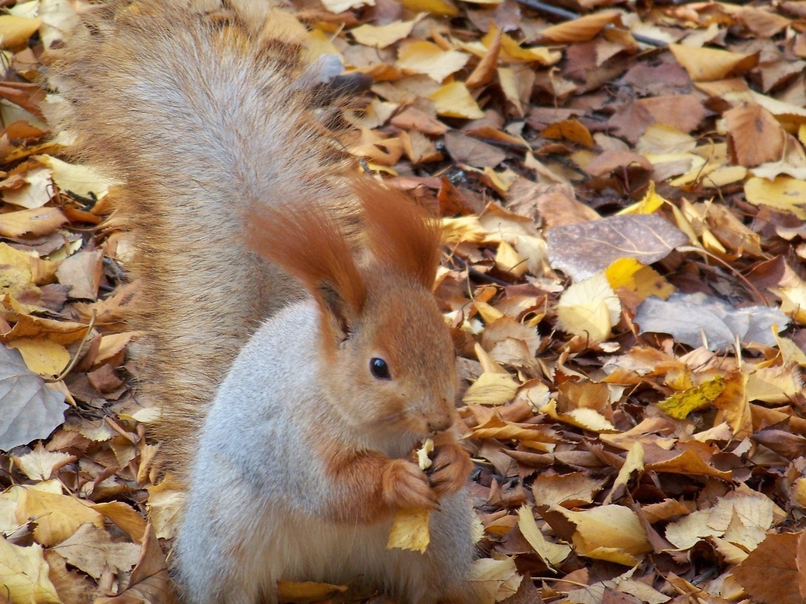 Обои листья, осень, белка, орех, грызет, leaves, autumn, protein, walnut, nibbles разрешение 2560x1600 Загрузить