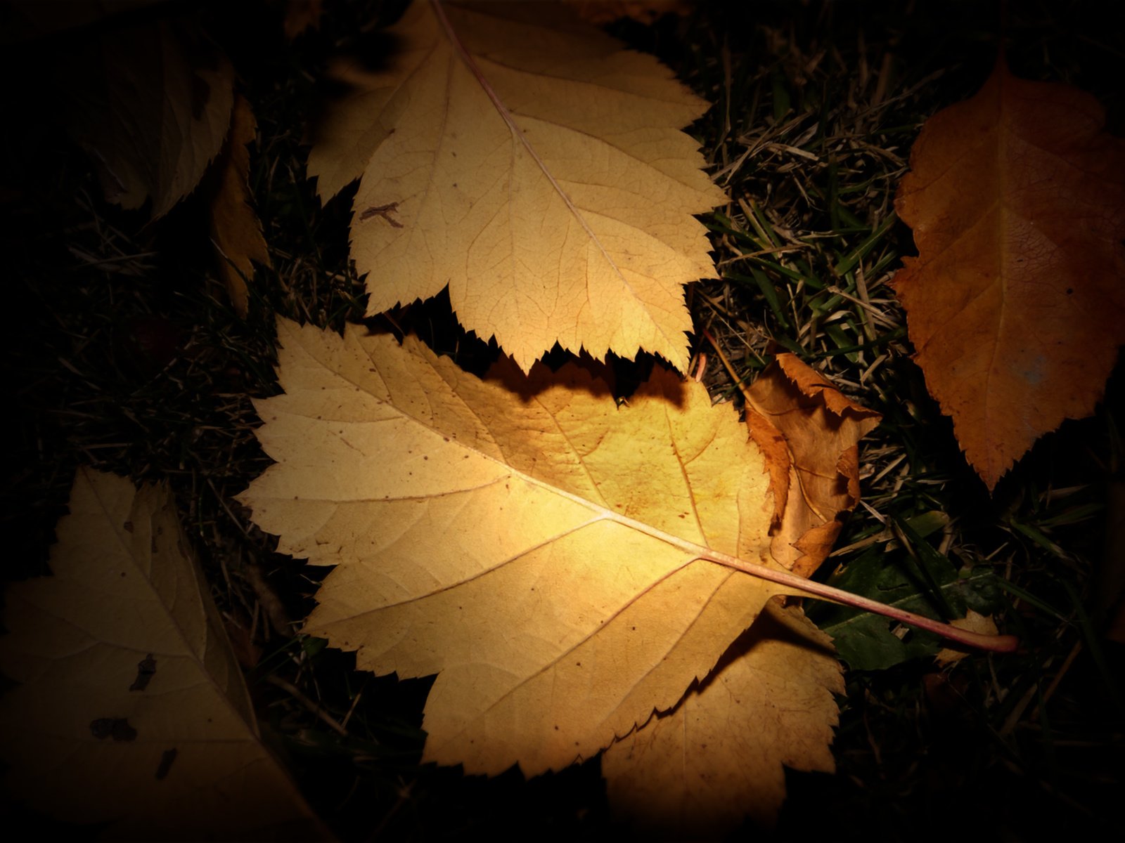 Обои трава, ночь, листья, осень, фонарик, grass, night, leaves, autumn, flashlight разрешение 2560x1600 Загрузить