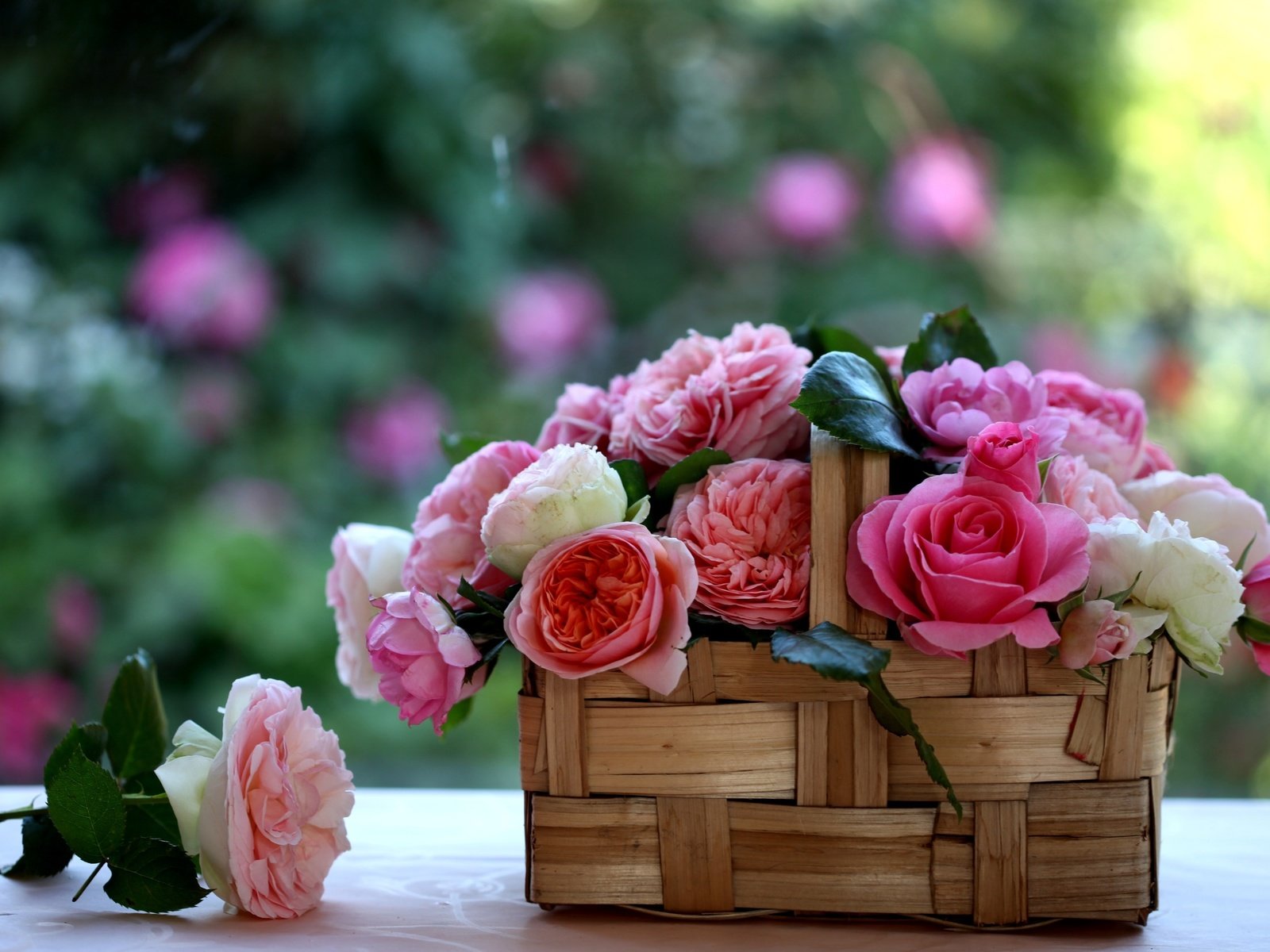 Обои розы, корзинка, лукошко, c elena di guardo, roses, basket разрешение 2560x1600 Загрузить