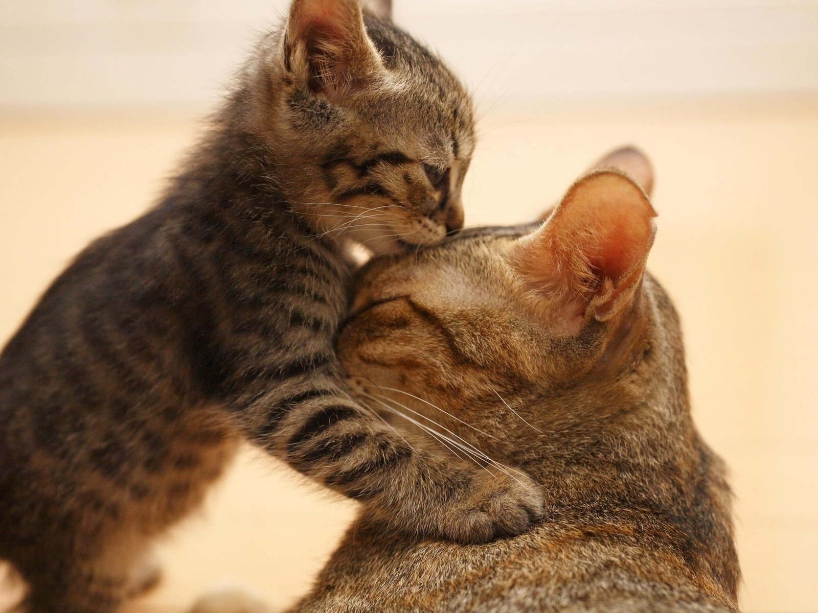Маме лижет ее подруга. Котики обнимаются. Кошки любовь. Кошка с котятами. Котята с мамой.