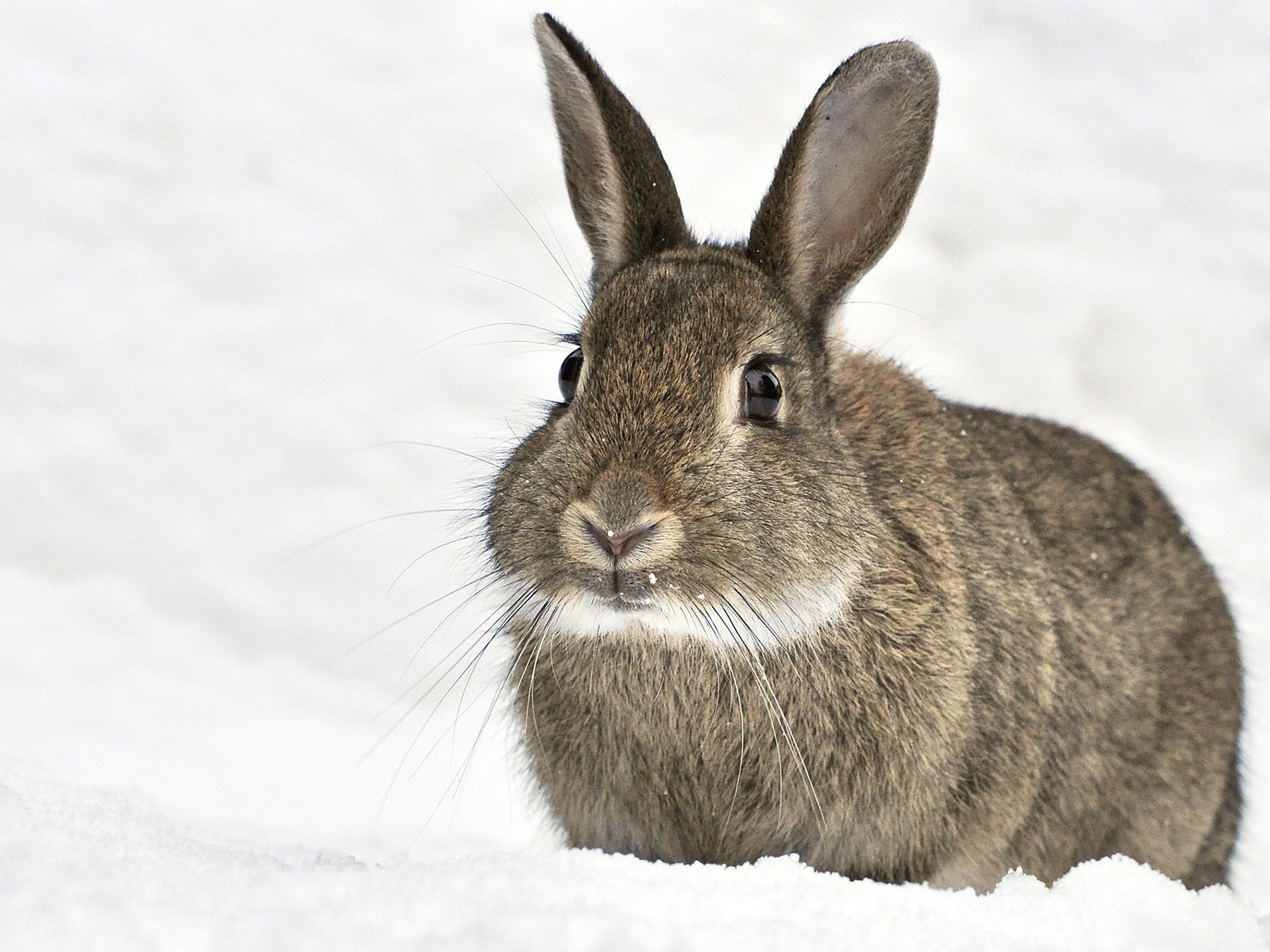 Обои снег, зима, мордочка, ушки, кролик, животное, заяц, snow, winter, muzzle, ears, rabbit, animal, hare разрешение 1920x1200 Загрузить