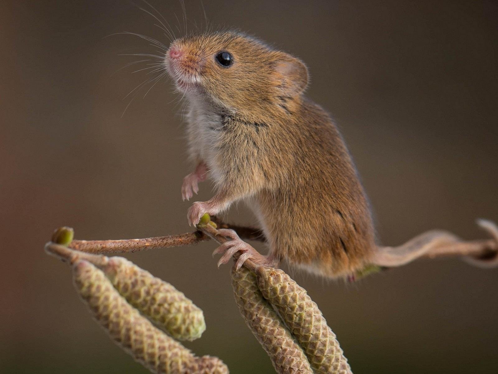 Обои ветка, природа, фон, мышь, мышка, ольховая, branch, nature, background, mouse, alder разрешение 1920x1200 Загрузить