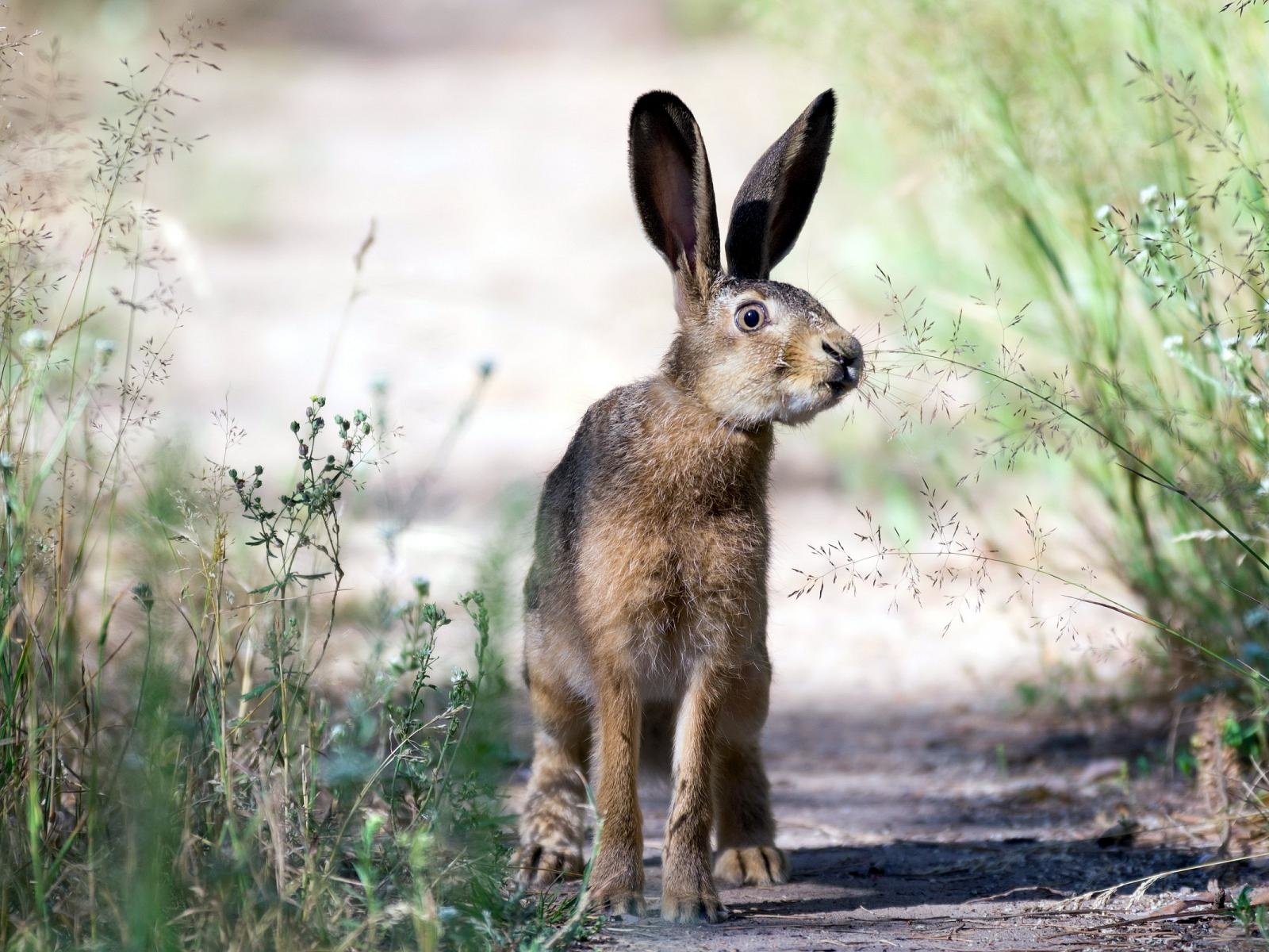 Обои трава, природа, взгляд, уши, заяц, grass, nature, look, ears, hare разрешение 1920x1200 Загрузить