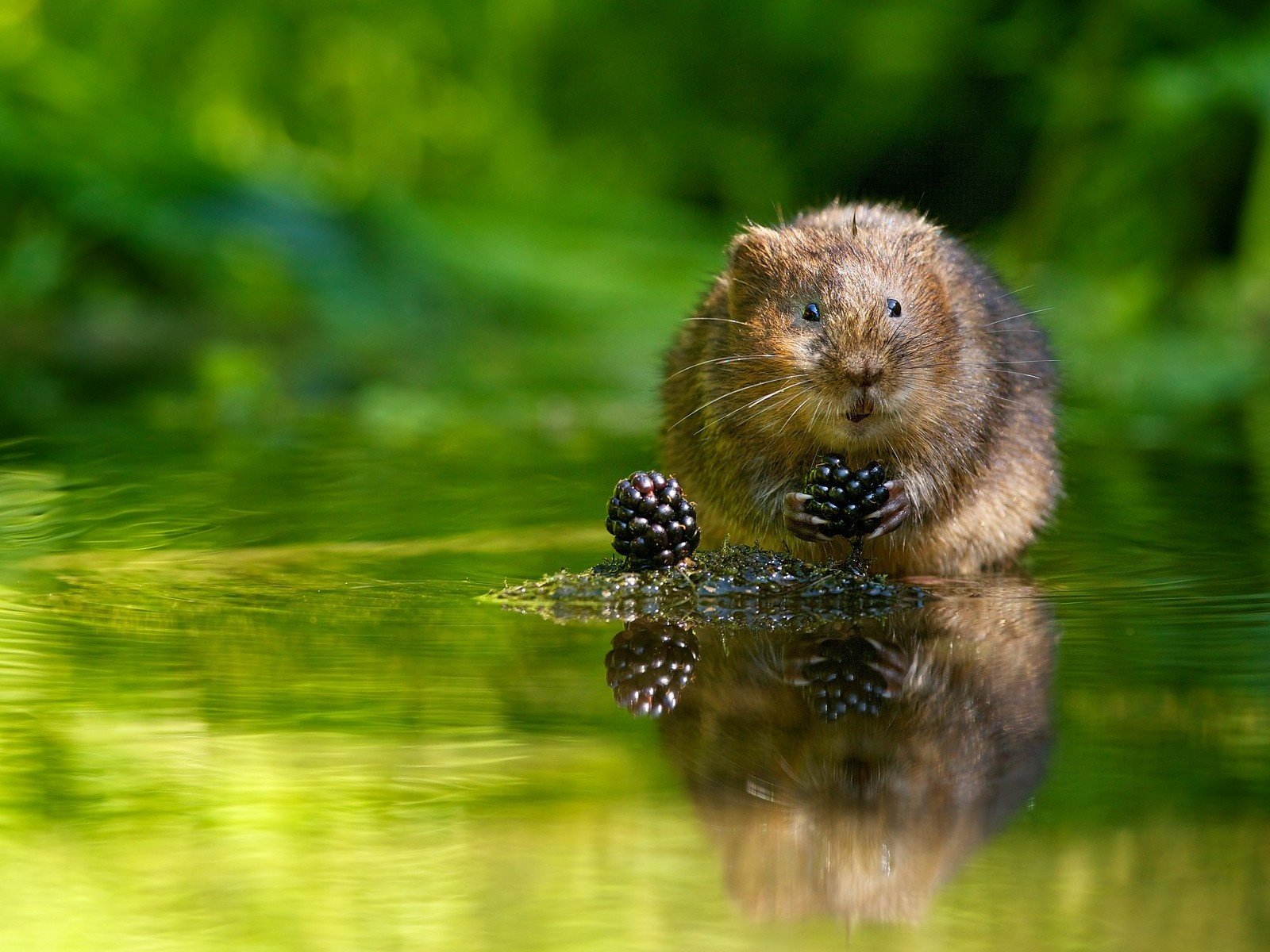 Обои вода, ягоды, ежевика, водяная полёвка, водяная крыса, water, berries, blackberry, water vole, the water rat разрешение 1920x1200 Загрузить