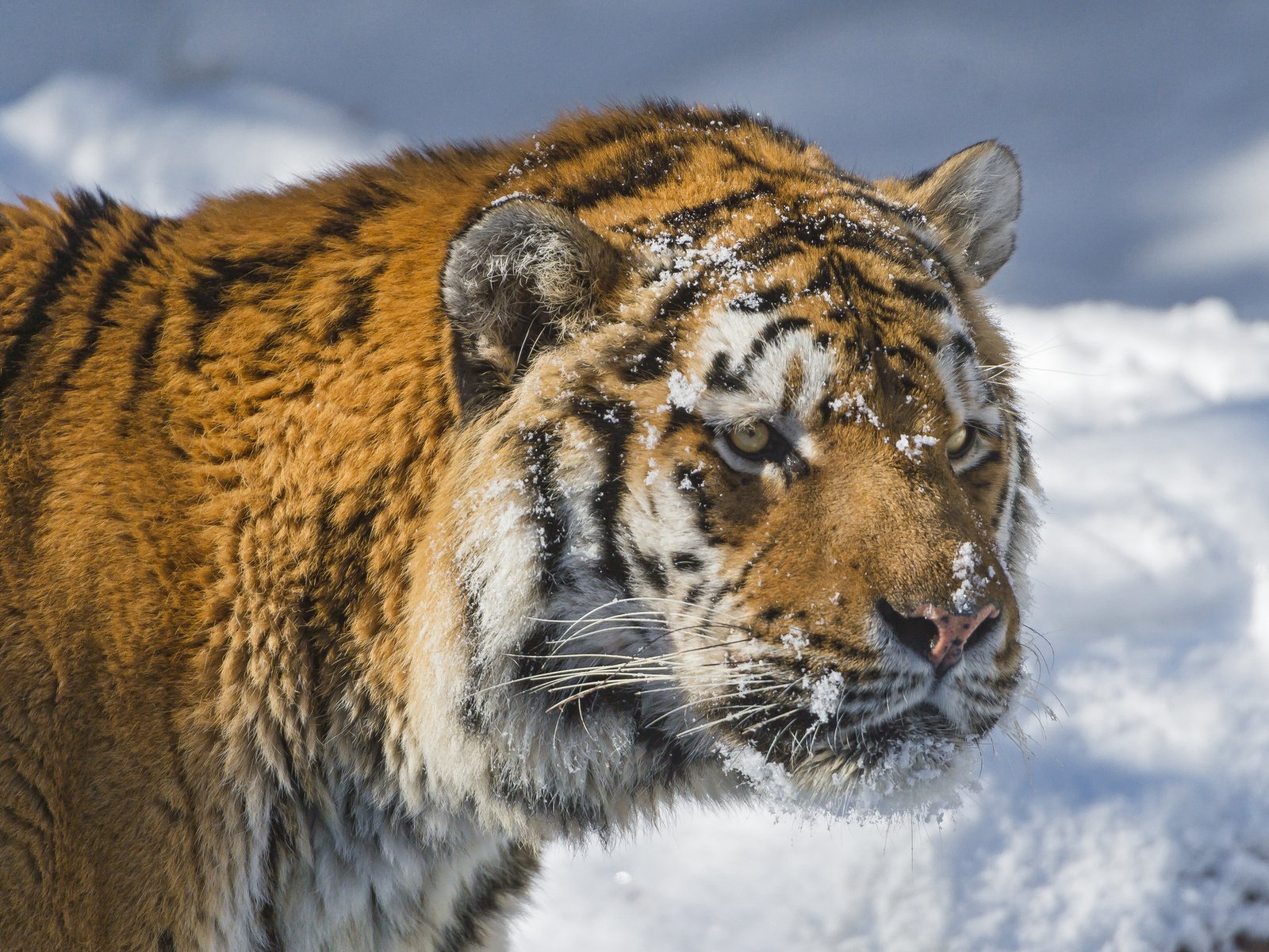 Обои тигр, морда, снег, зима, хищник, большая кошка, амурский тигр, tiger, face, snow, winter, predator, big cat, the amur tiger разрешение 2048x1365 Загрузить