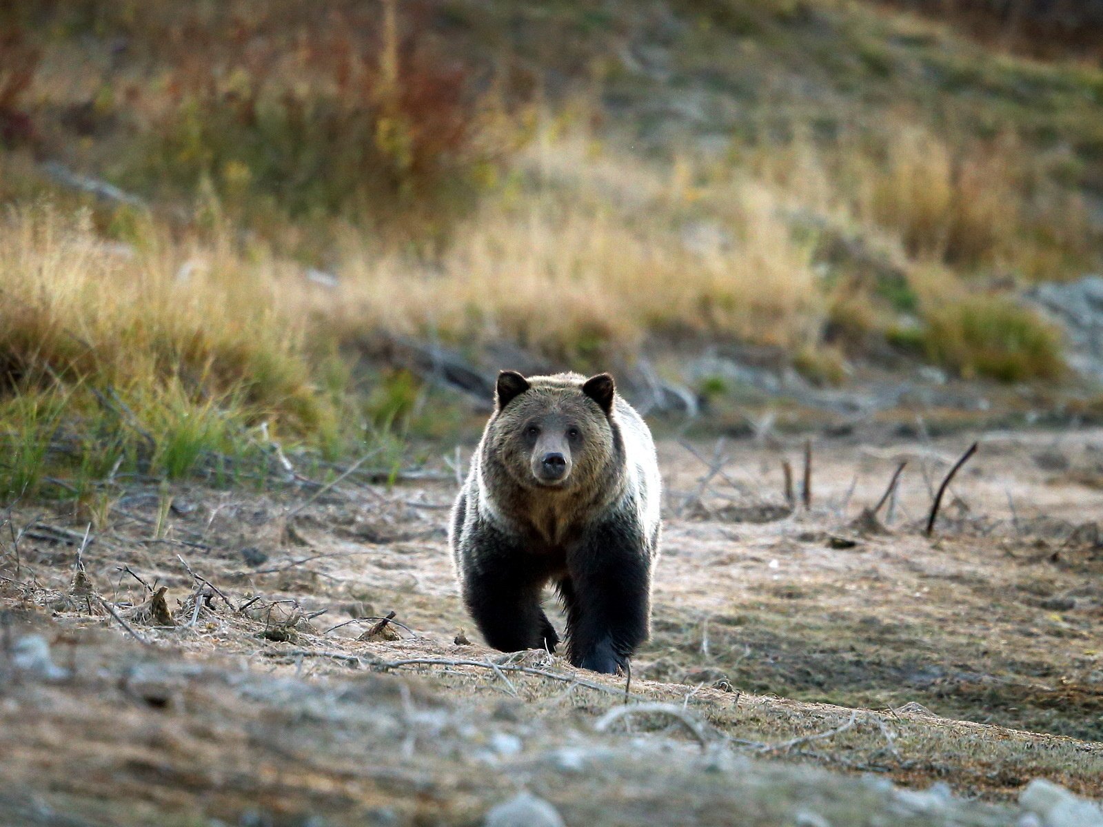 Обои природа, медведь, гризли, grizzly bear, nature, bear, grizzly разрешение 1920x1200 Загрузить