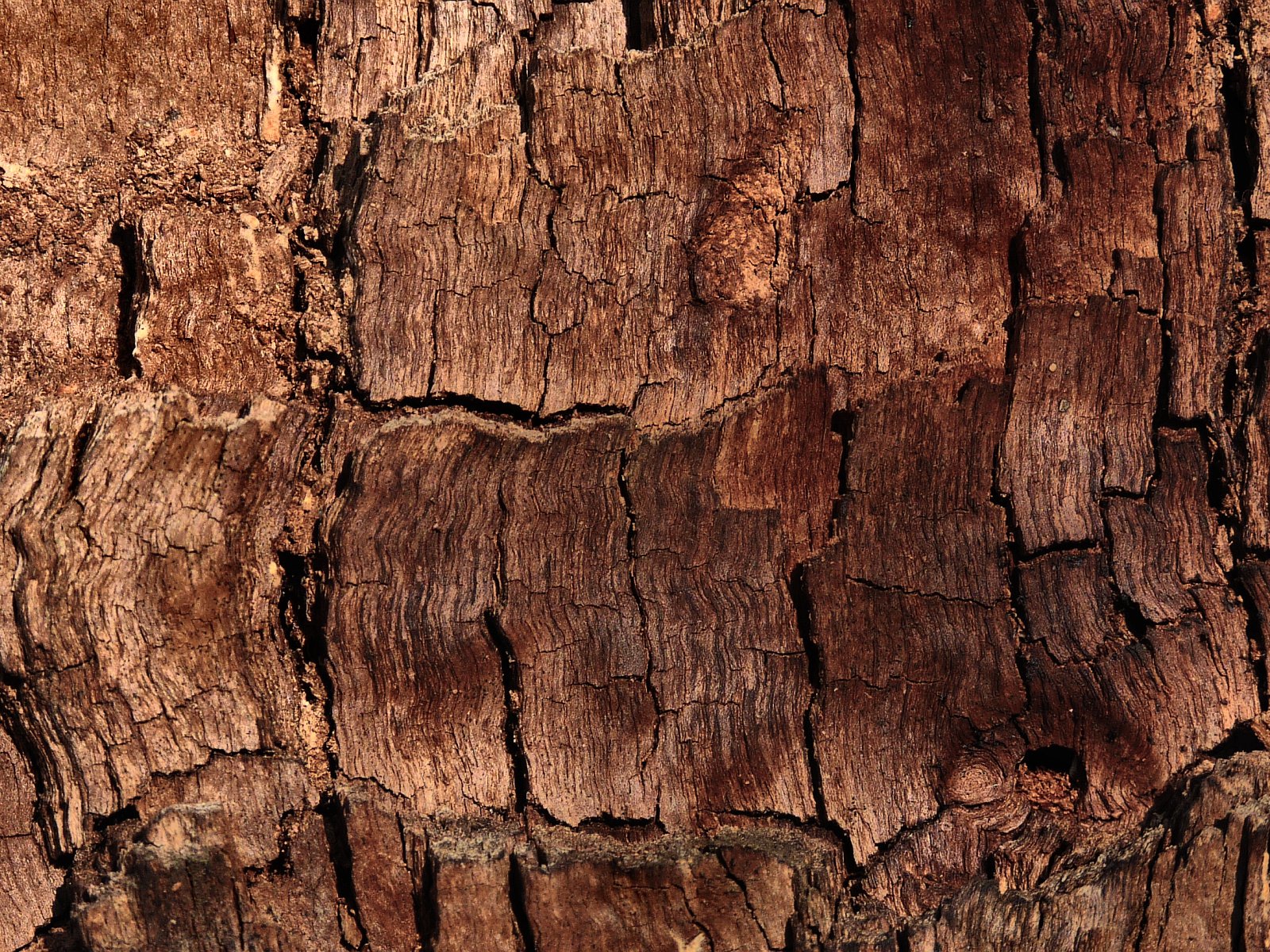 Обои дерево, текстура, кора, древесина, tree, texture, bark, wood разрешение 1920x1200 Загрузить