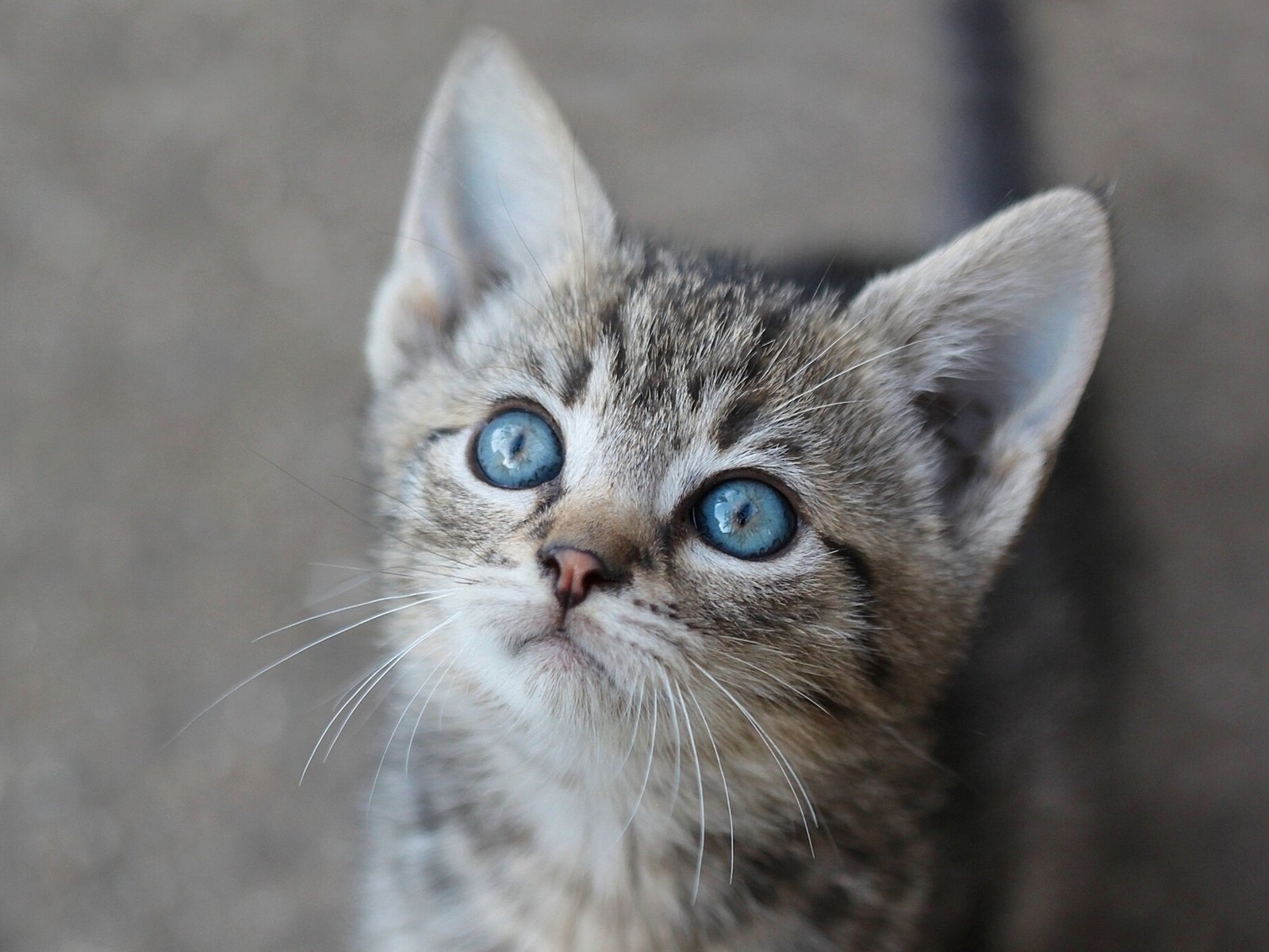Обои глаза, взгляд, котенок, eyes, look, kitty разрешение 1920x1291 Загрузить