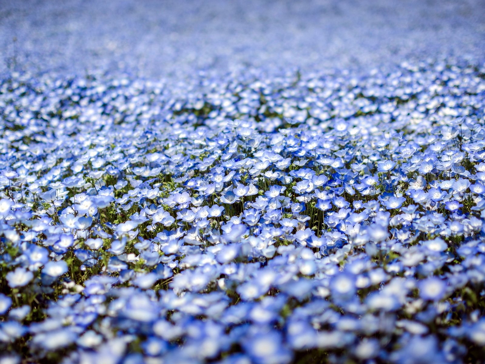 Обои цветы, природа, весна, много, у тебя волос, немофила, flowers, nature, spring, a lot, you have hair, nemophila разрешение 2560x1600 Загрузить