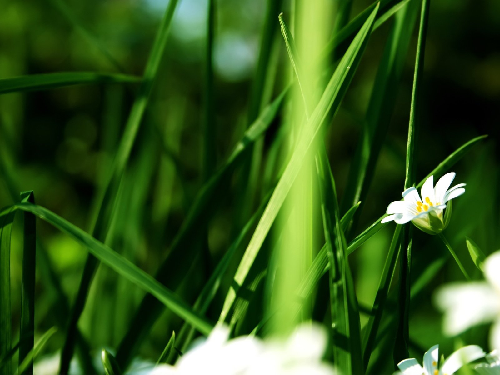 Обои цветы, зелень, белые лепестки, летний цветок, flowers, greens, white petals, summer flower разрешение 1920x1200 Загрузить