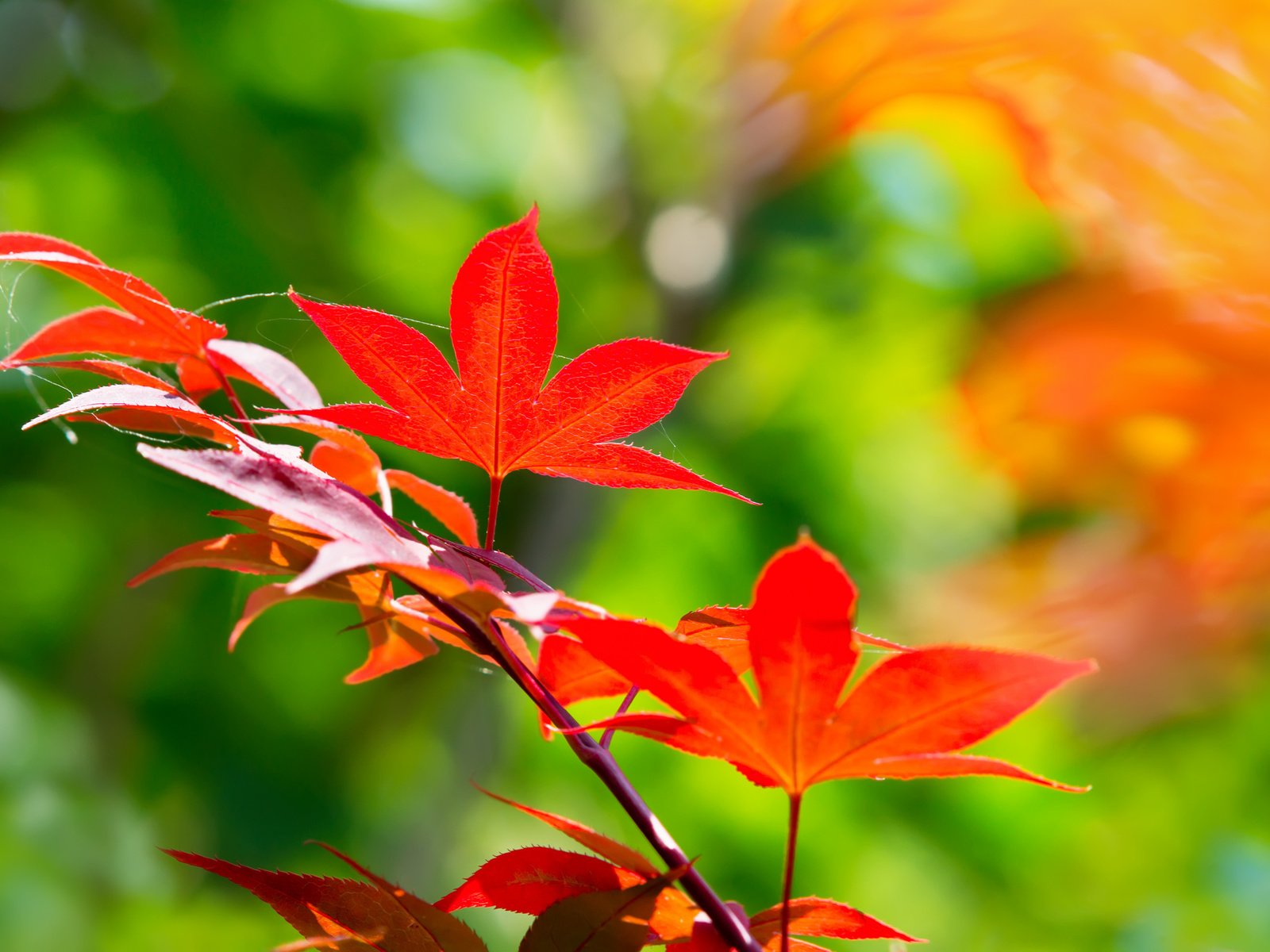 Обои ветка, листья, осень, клен, японский, branch, leaves, autumn, maple, japanese разрешение 2048x1365 Загрузить