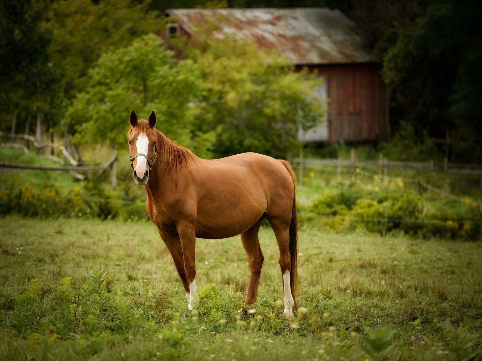 Обои лошадь, взгляд, забор, дом, пастбище, конь, загон, horse, look, the fence, house, pasture, corral разрешение 2048x1418 Загрузить