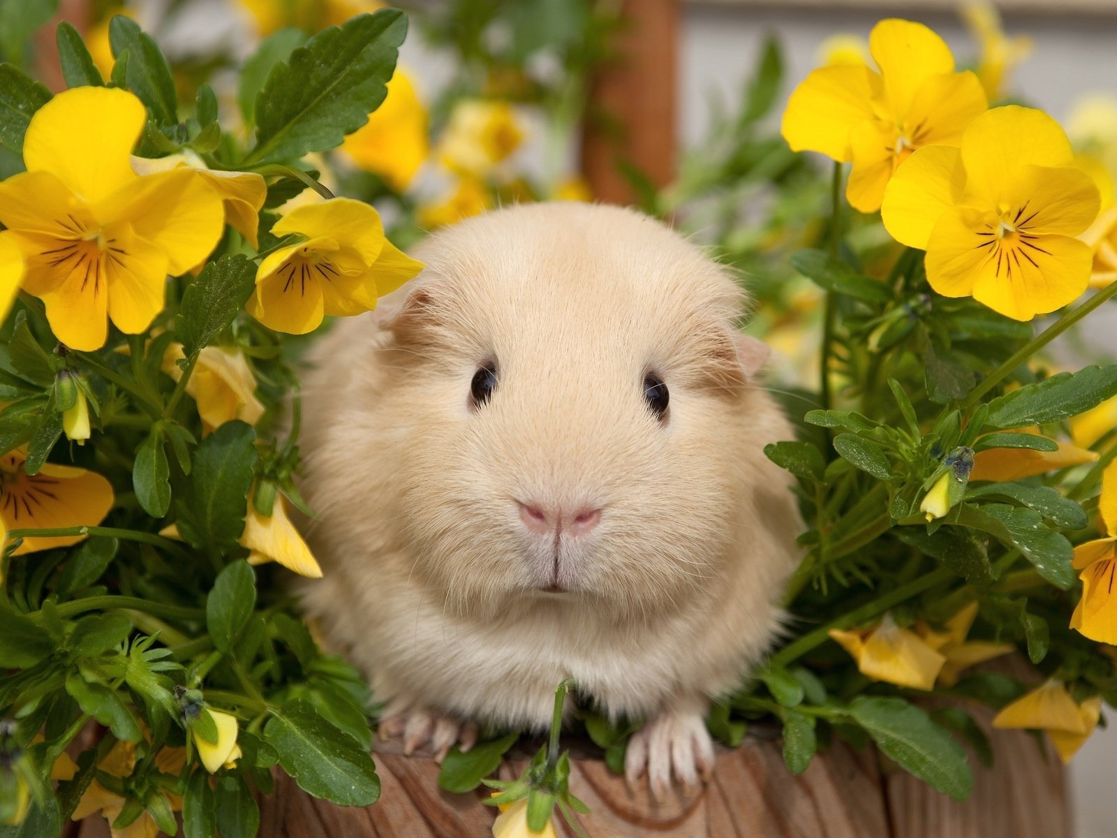 Обои цветы, анютины глазки, морская свинка, flowers, pansy, guinea pig разрешение 2048x1430 Загрузить