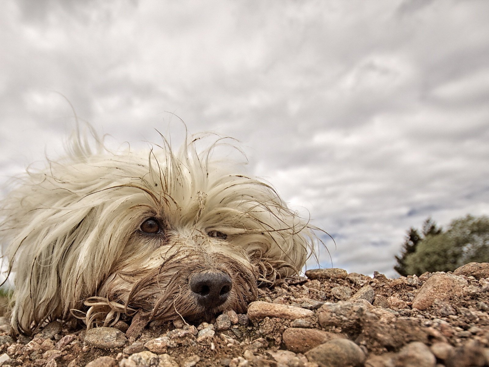 Обои собака, друг, белая, мохнатая, гаванский бишон, dog, each, white, hairy, the havanese разрешение 1920x1200 Загрузить