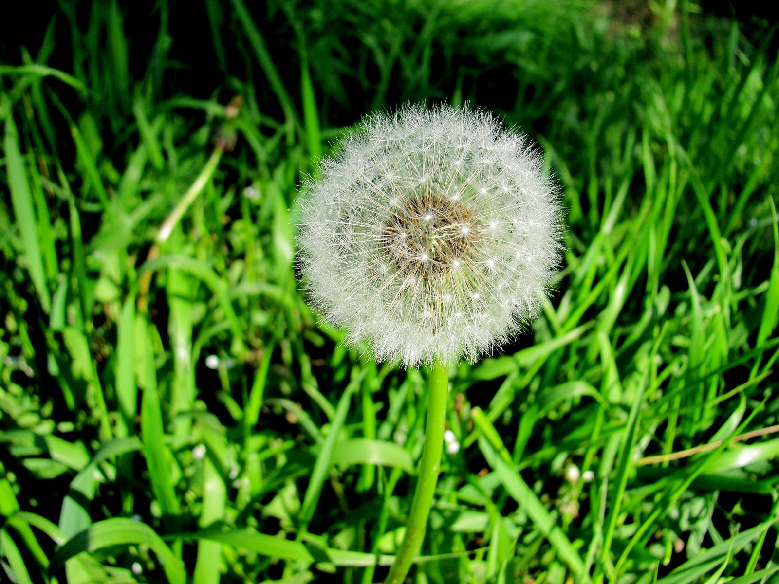 Обои трава, природа, зелень, цветок, одуванчик, grass, nature, greens, flower, dandelion разрешение 3648x2736 Загрузить