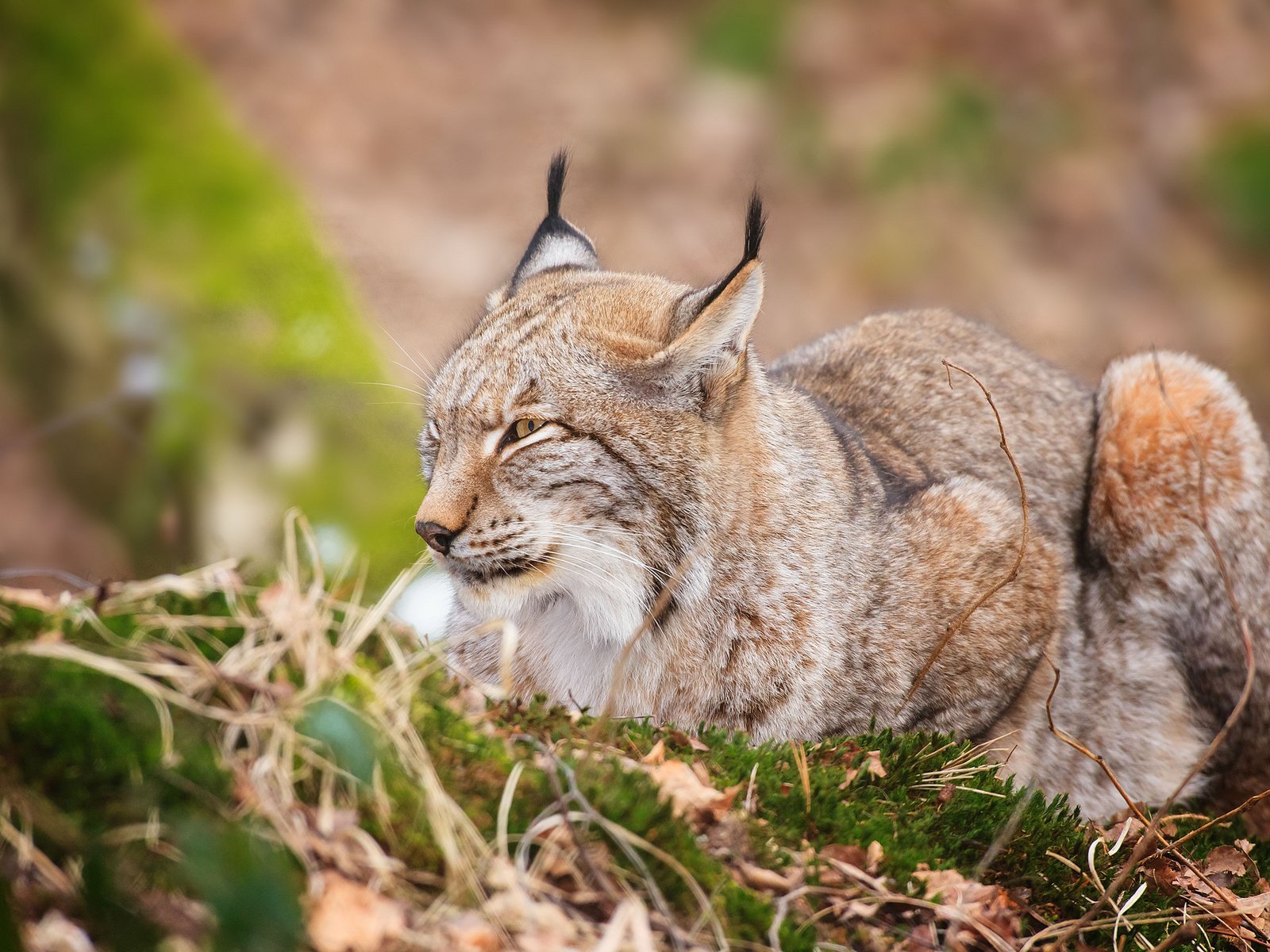 Обои трава, листья, рысь, лежит, grass, leaves, lynx, lies разрешение 2048x1365 Загрузить