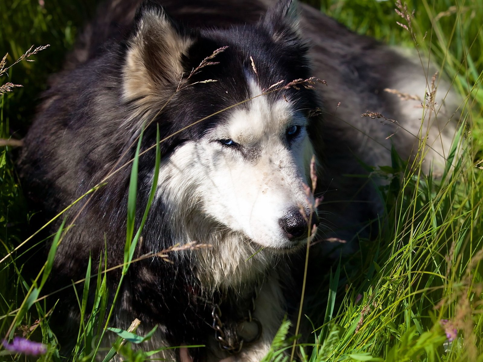 Обои трава, природа, собака, хаски, grass, nature, dog, husky разрешение 2560x1440 Загрузить